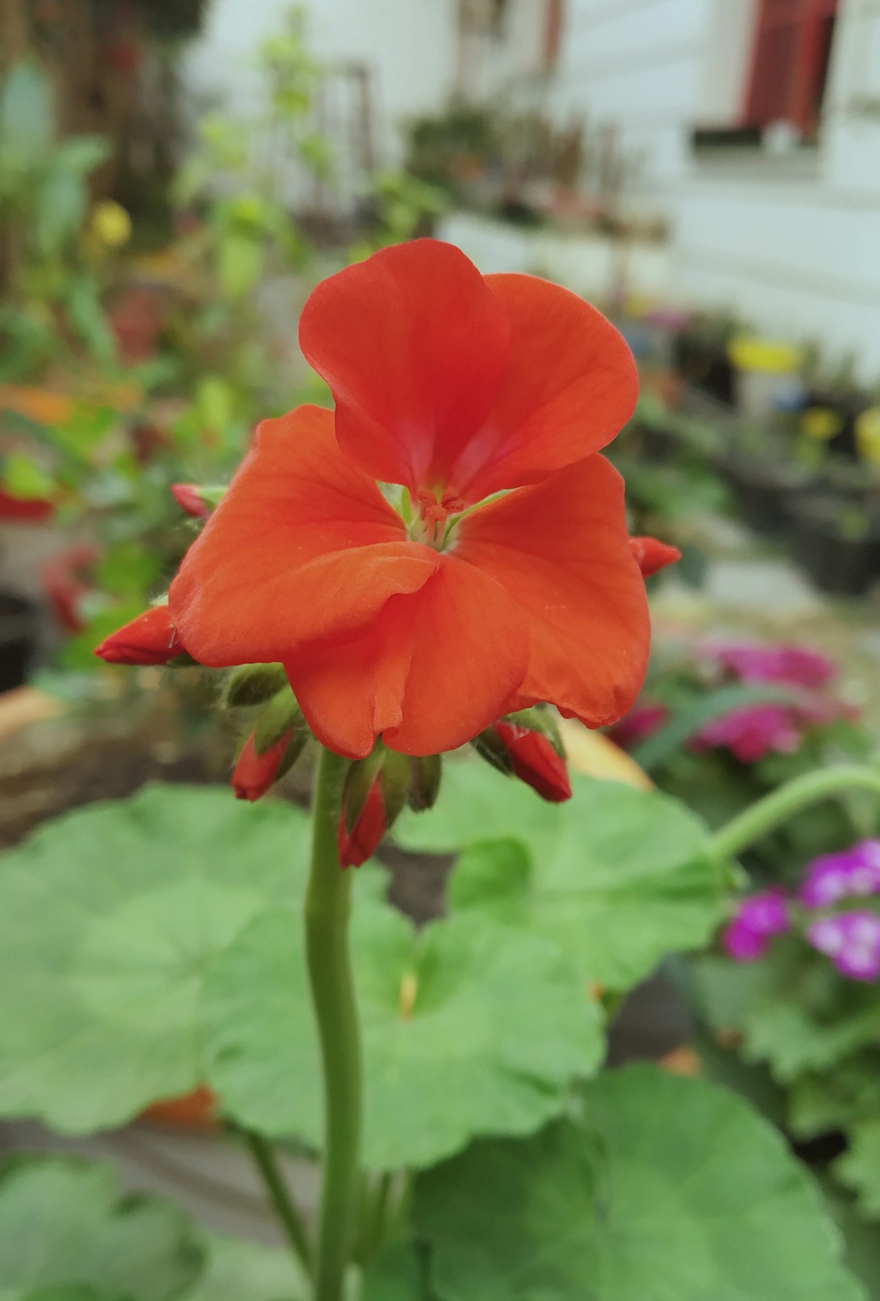 Red geranium flower