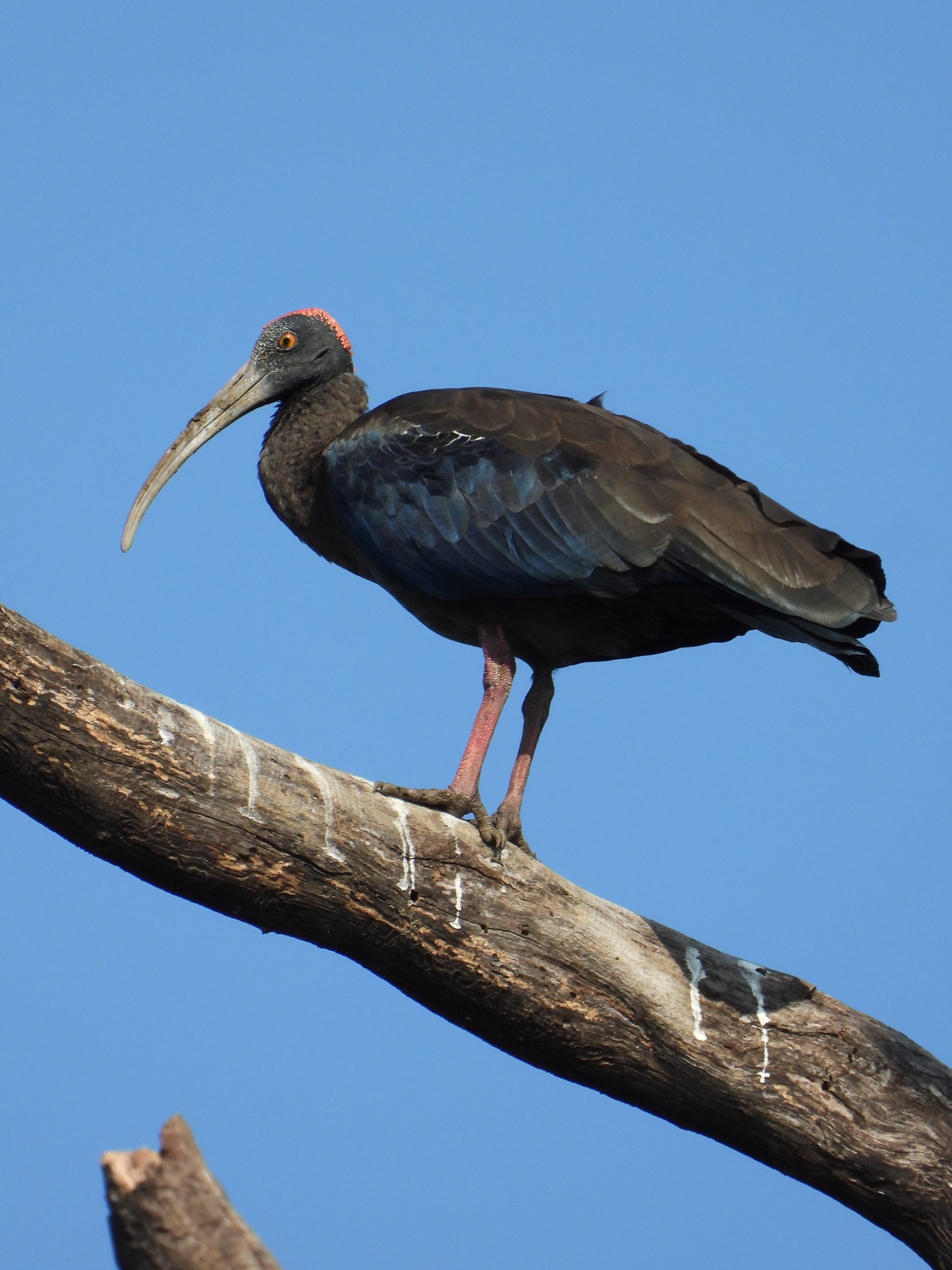 Ibis on tree branch
