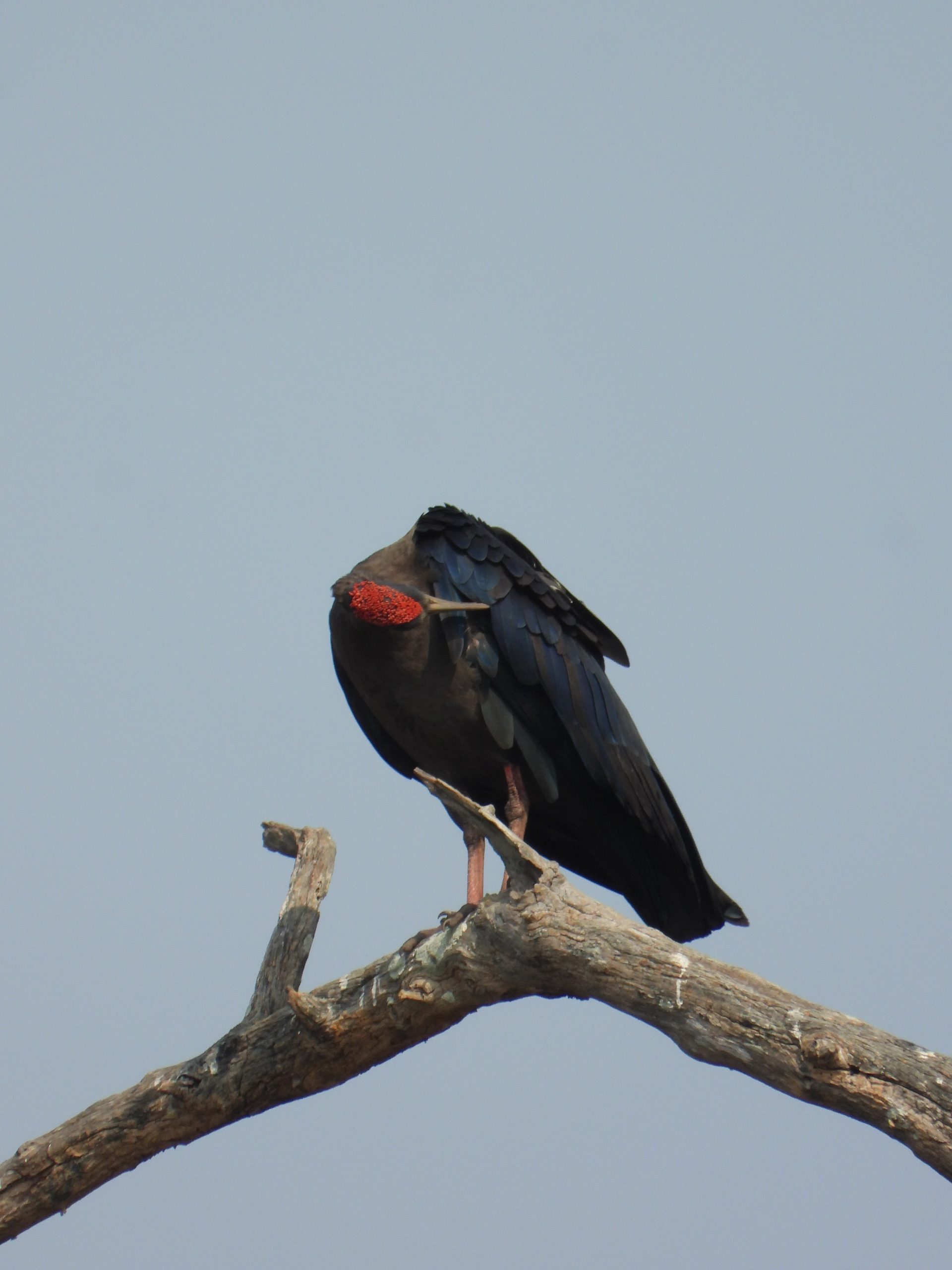 Ibis bird on a tree