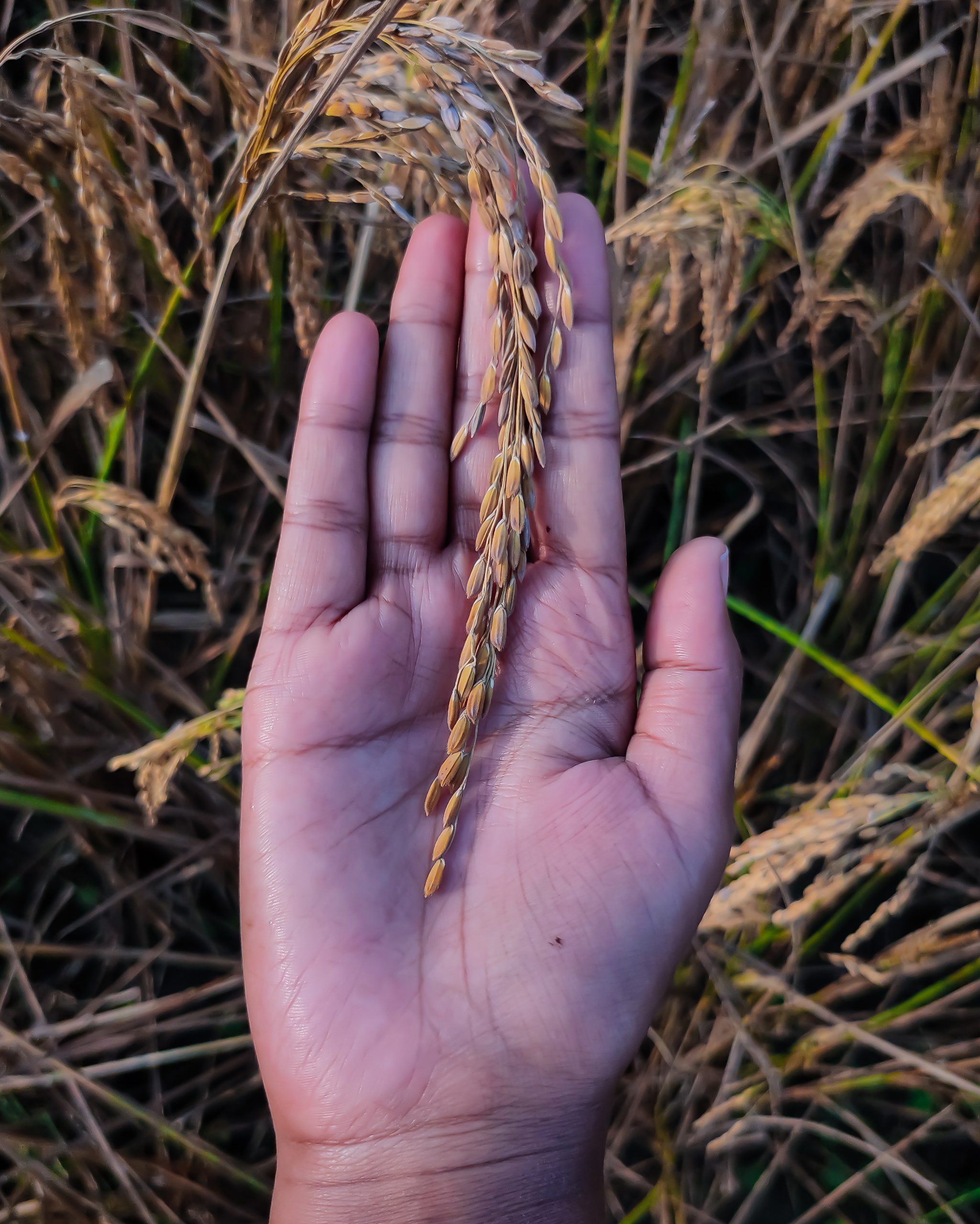 Rice plant seeds in hand