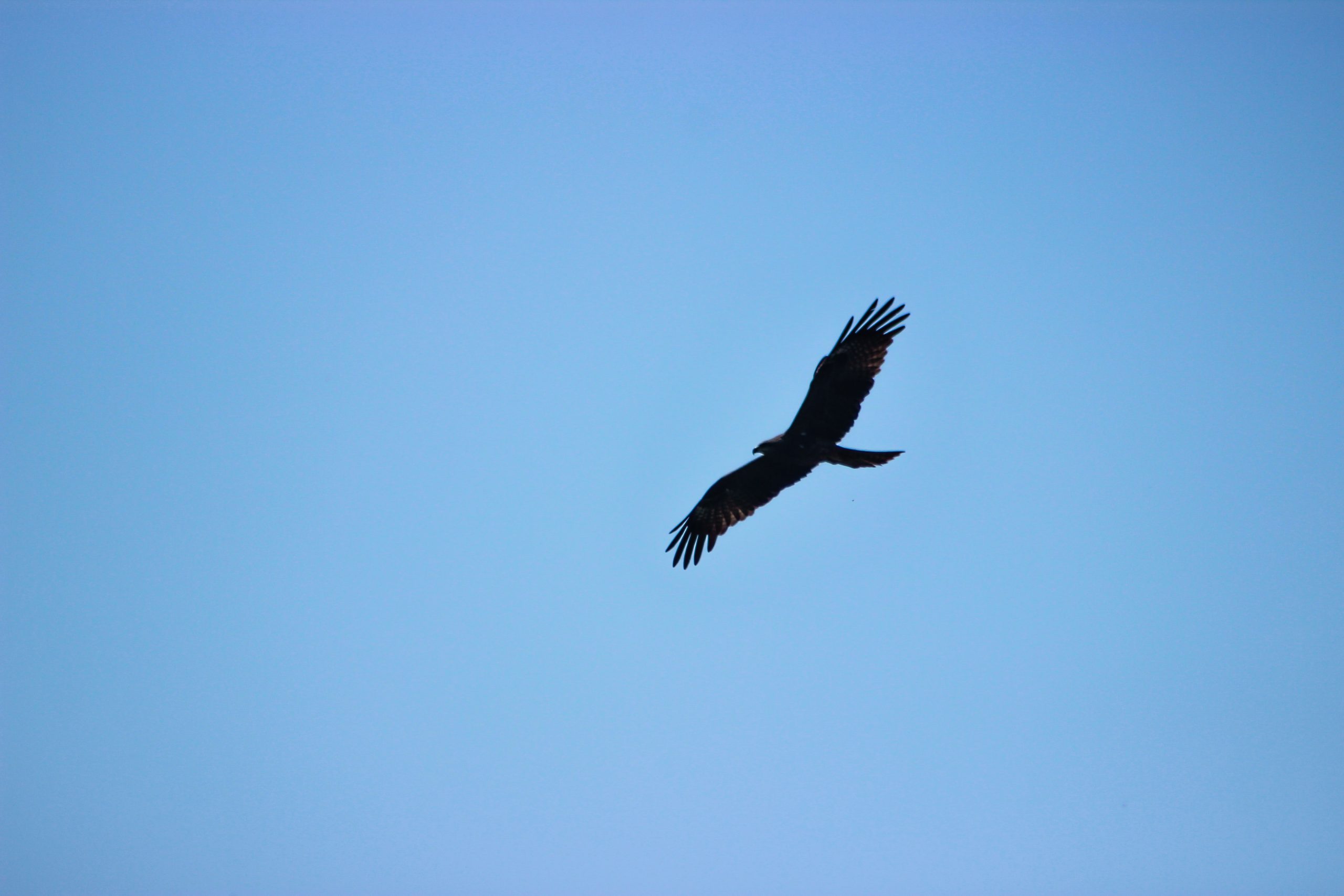 Indian Black Kite
