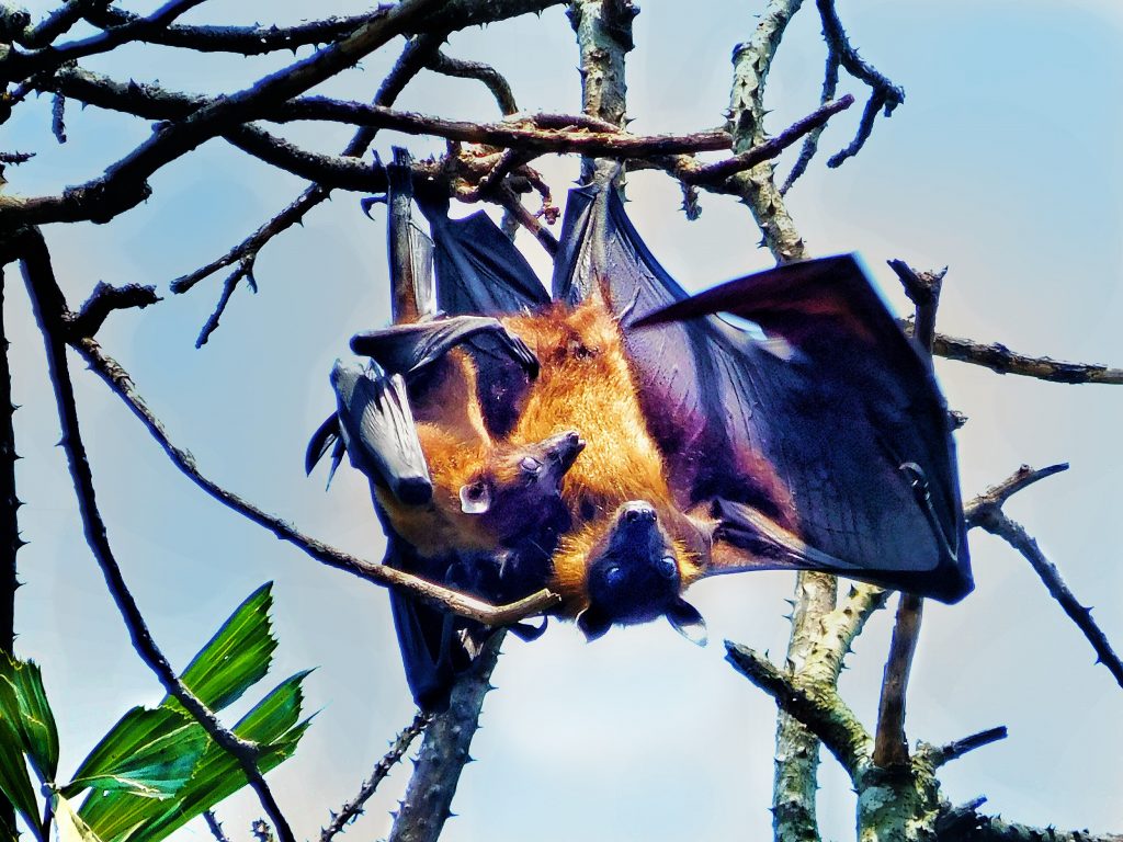 Indian Flying Fox Fun Facts