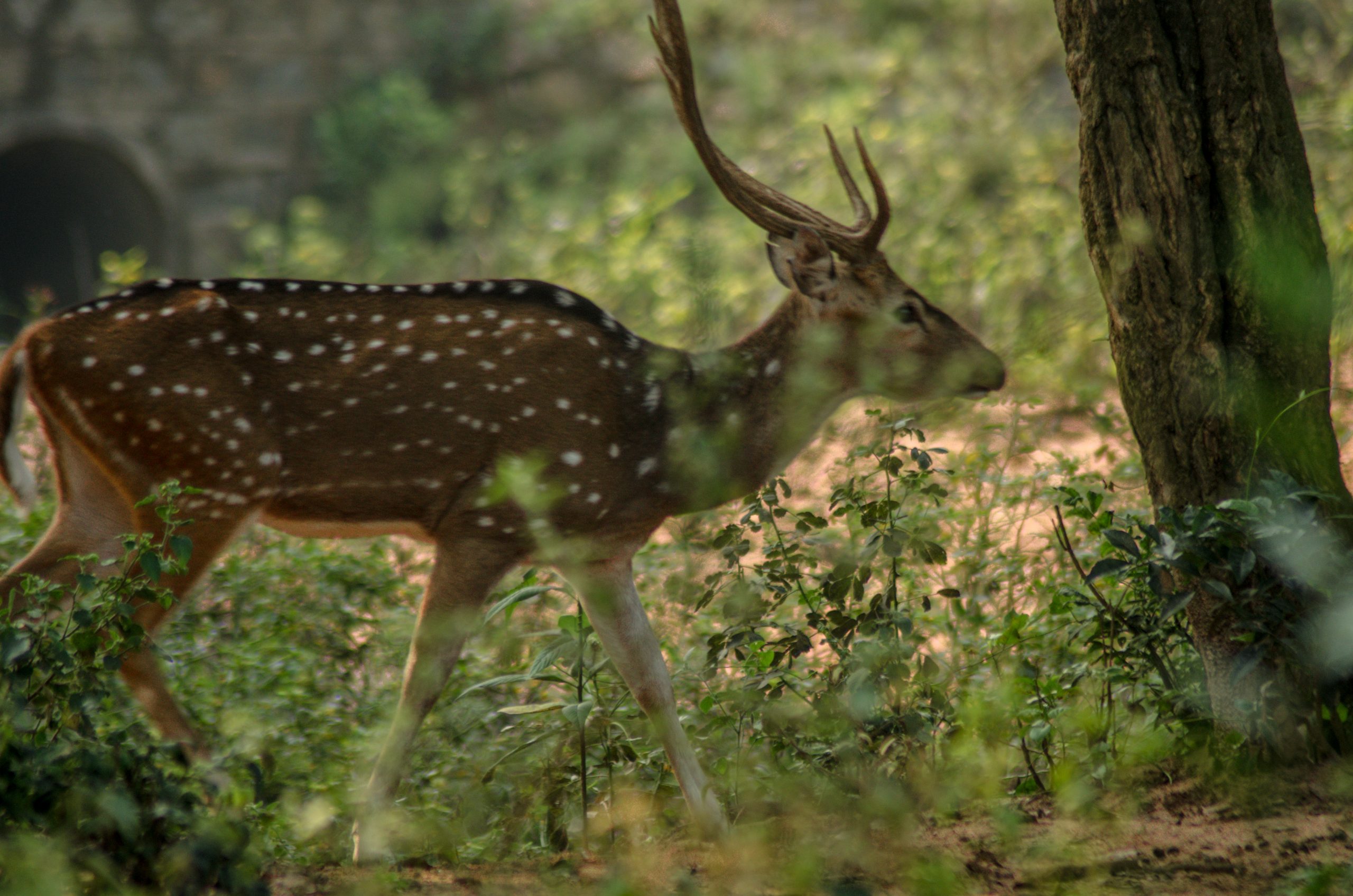 Indian Spotted Deer