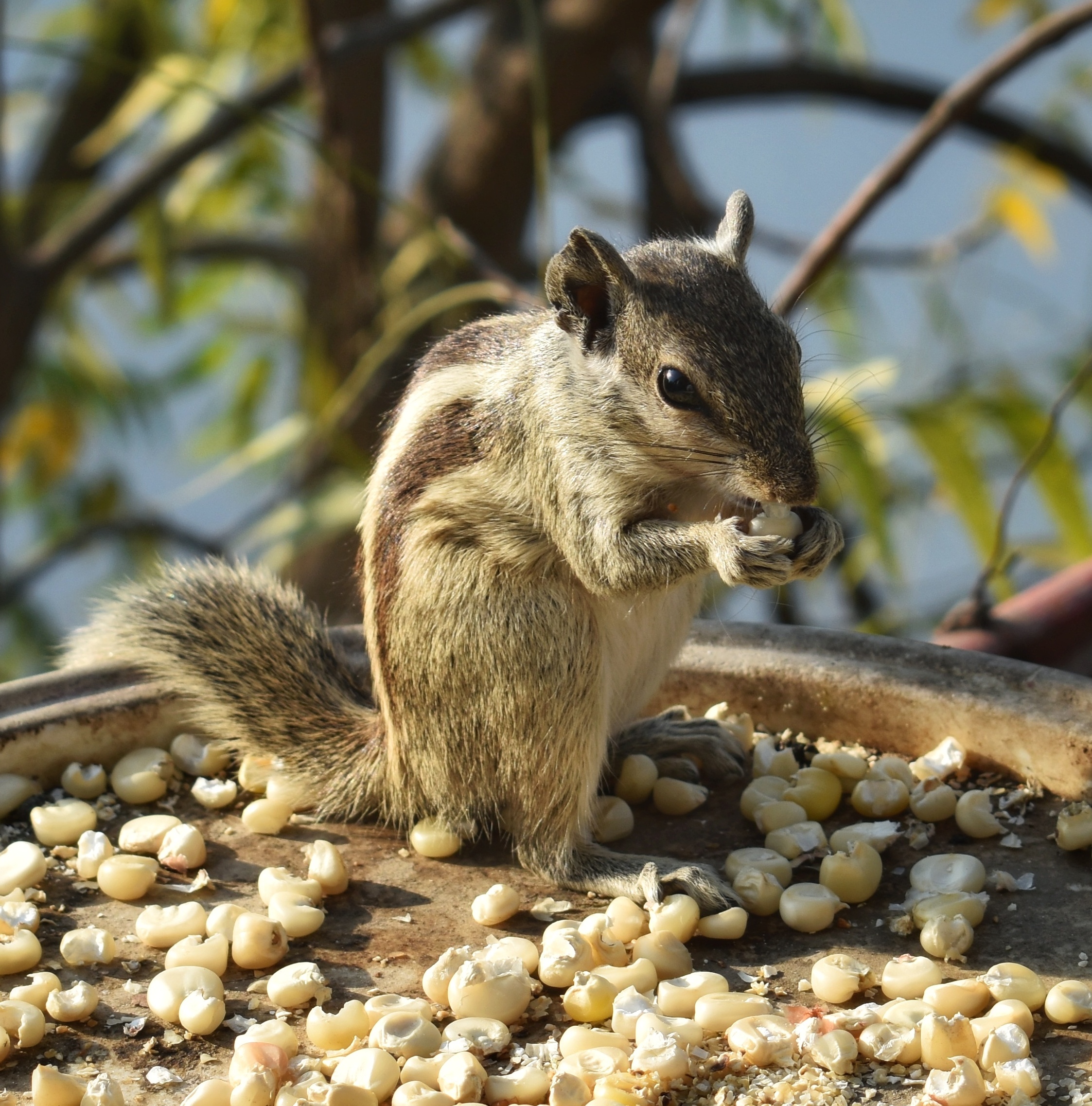 Indian Squirrel Close-up