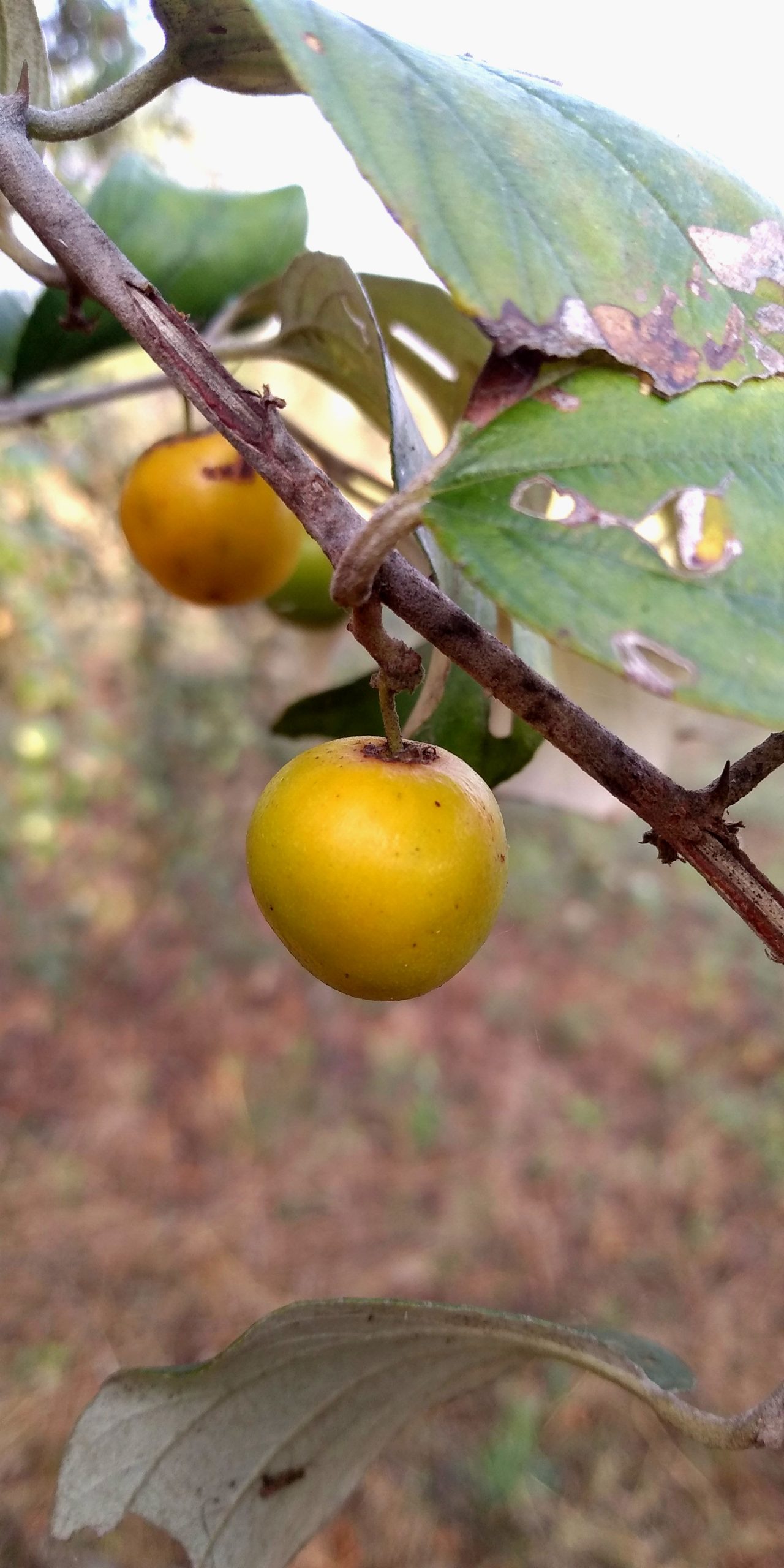 Indian jujube on its plant