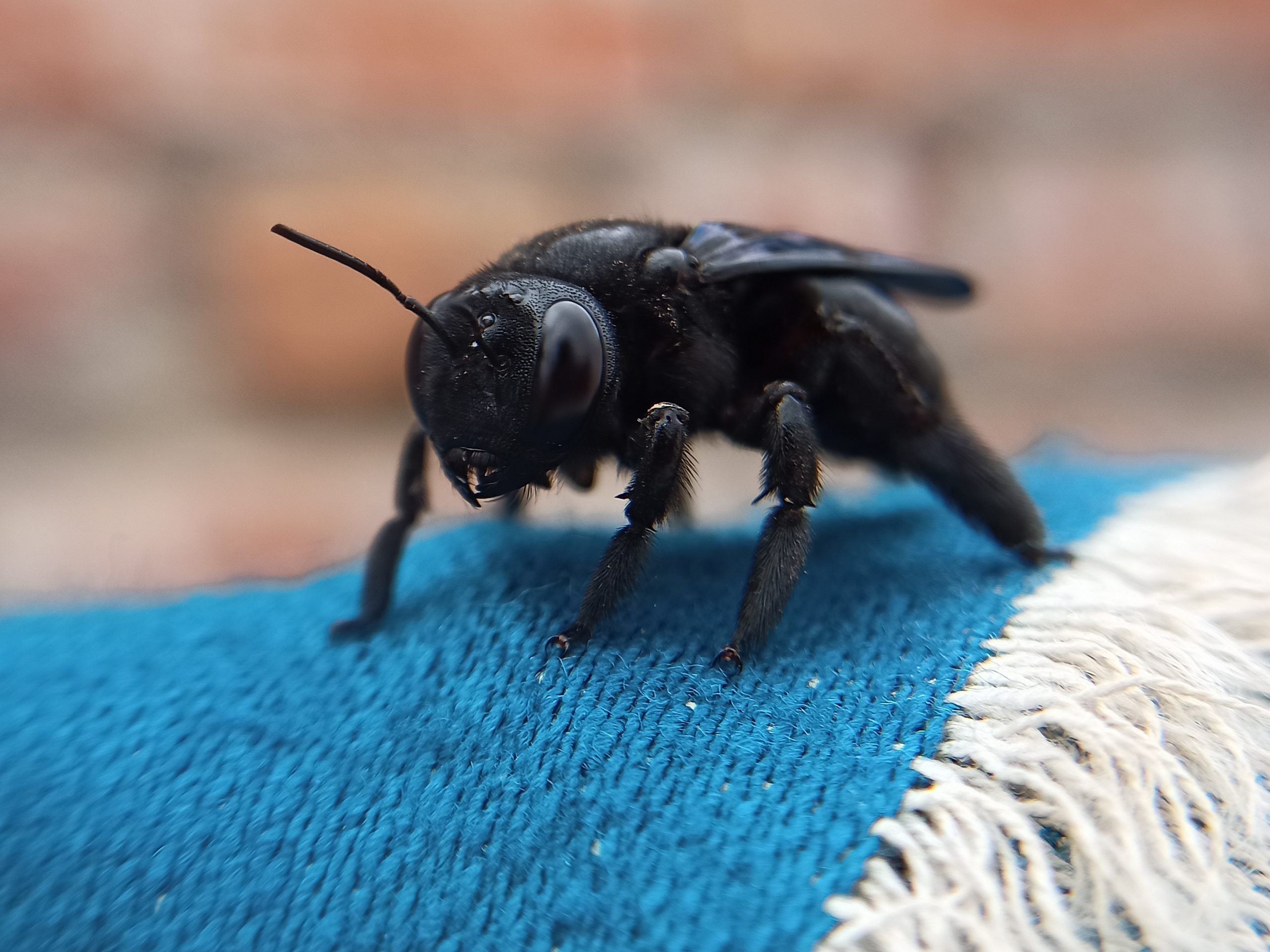 Carpenter bee sitting on a piece of a cloth