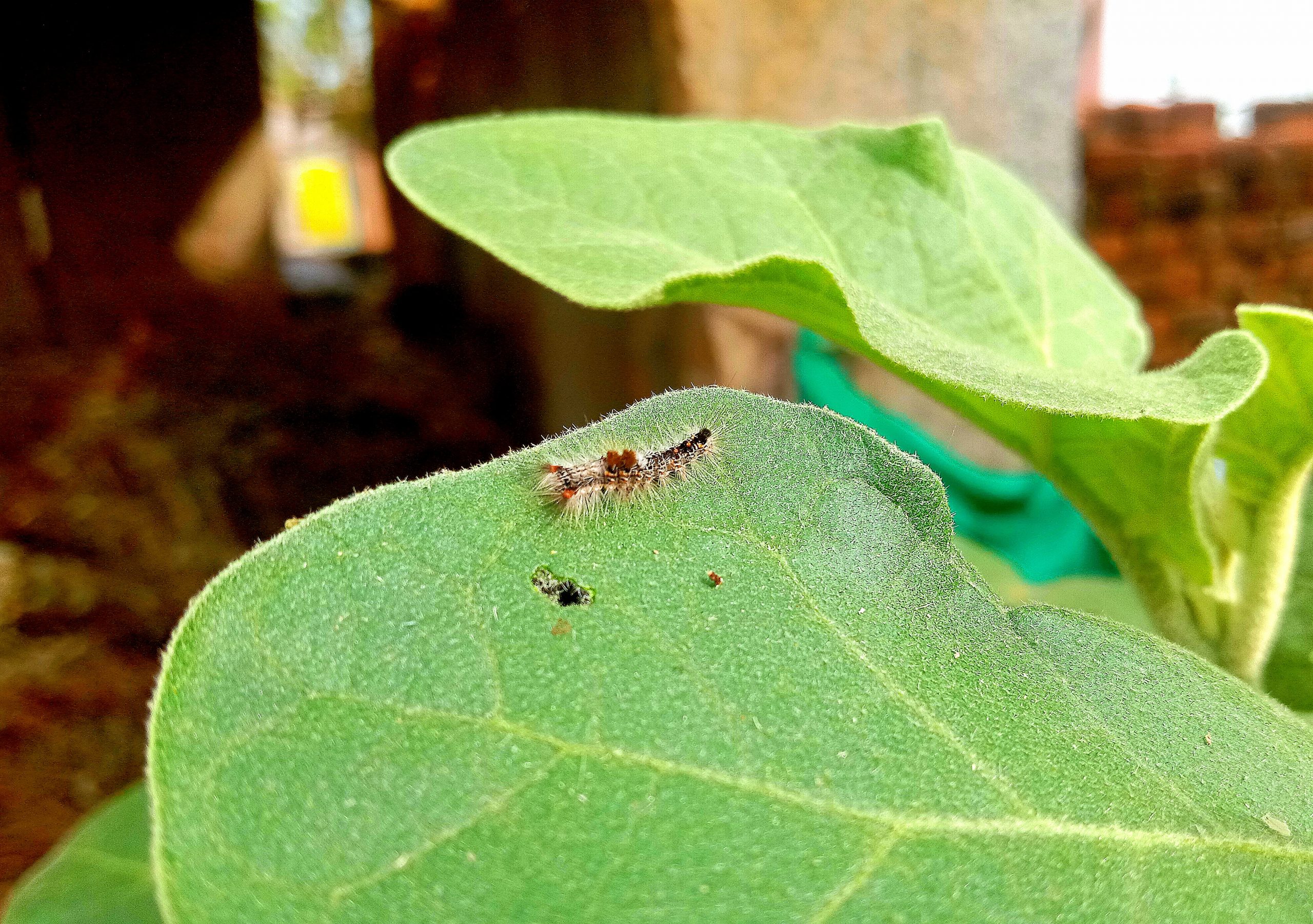 Insect on a leaf