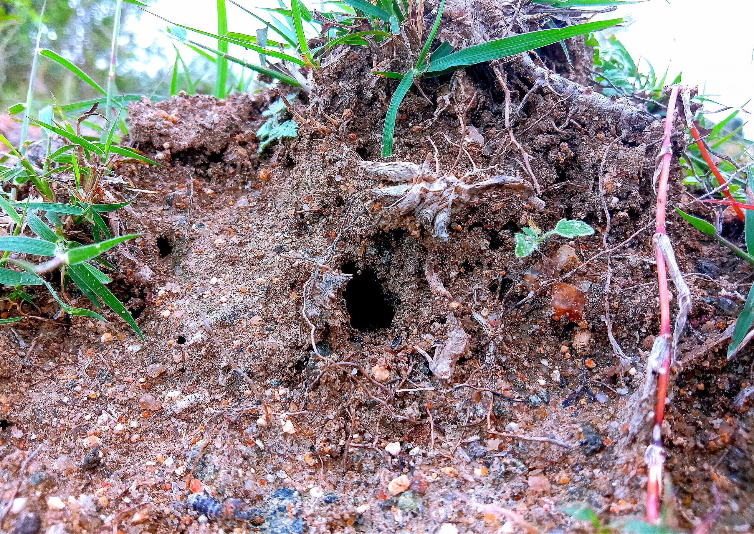Insect hole