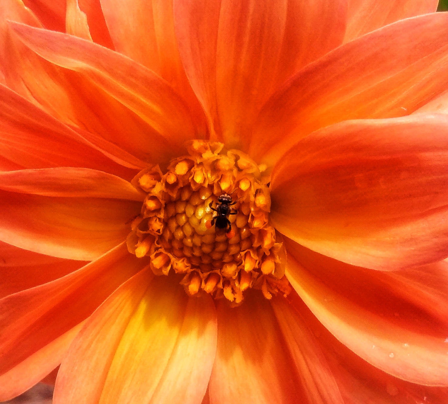 Insect on a flower