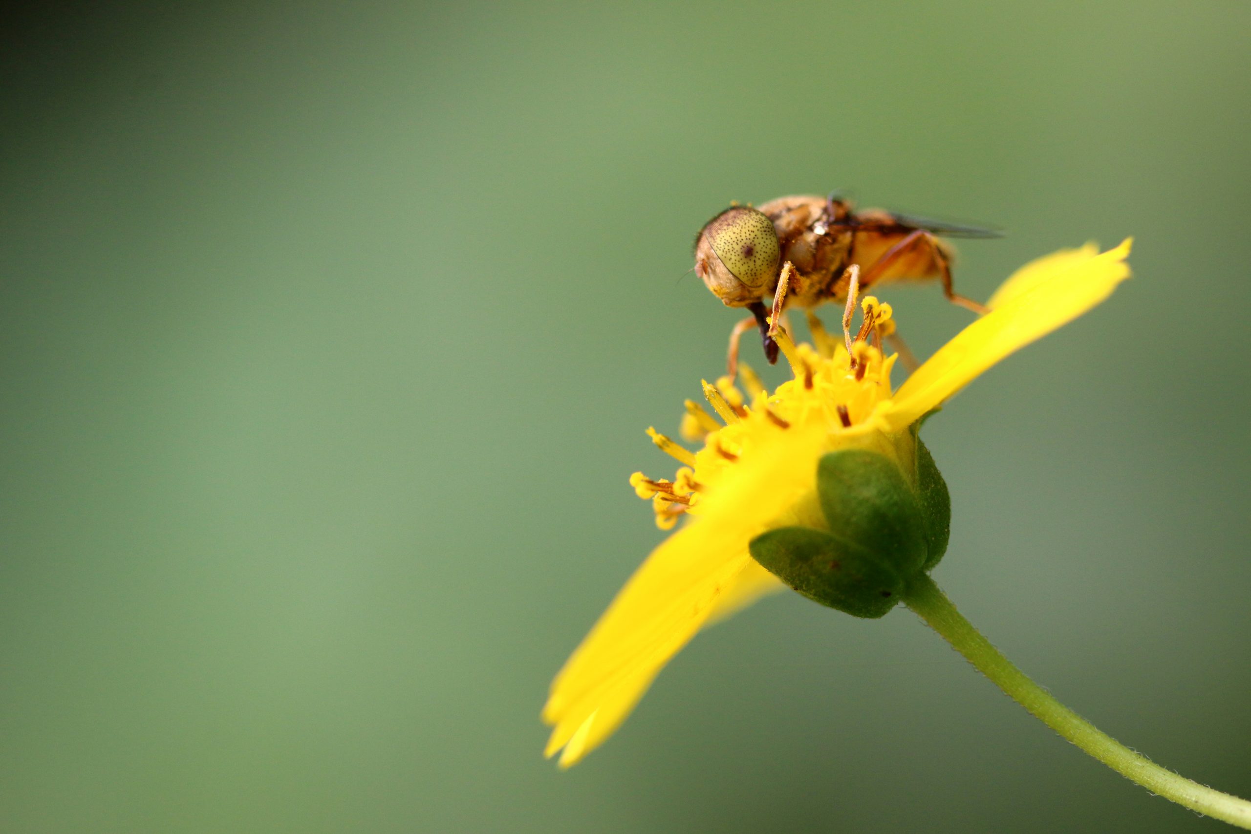 Insect on flower