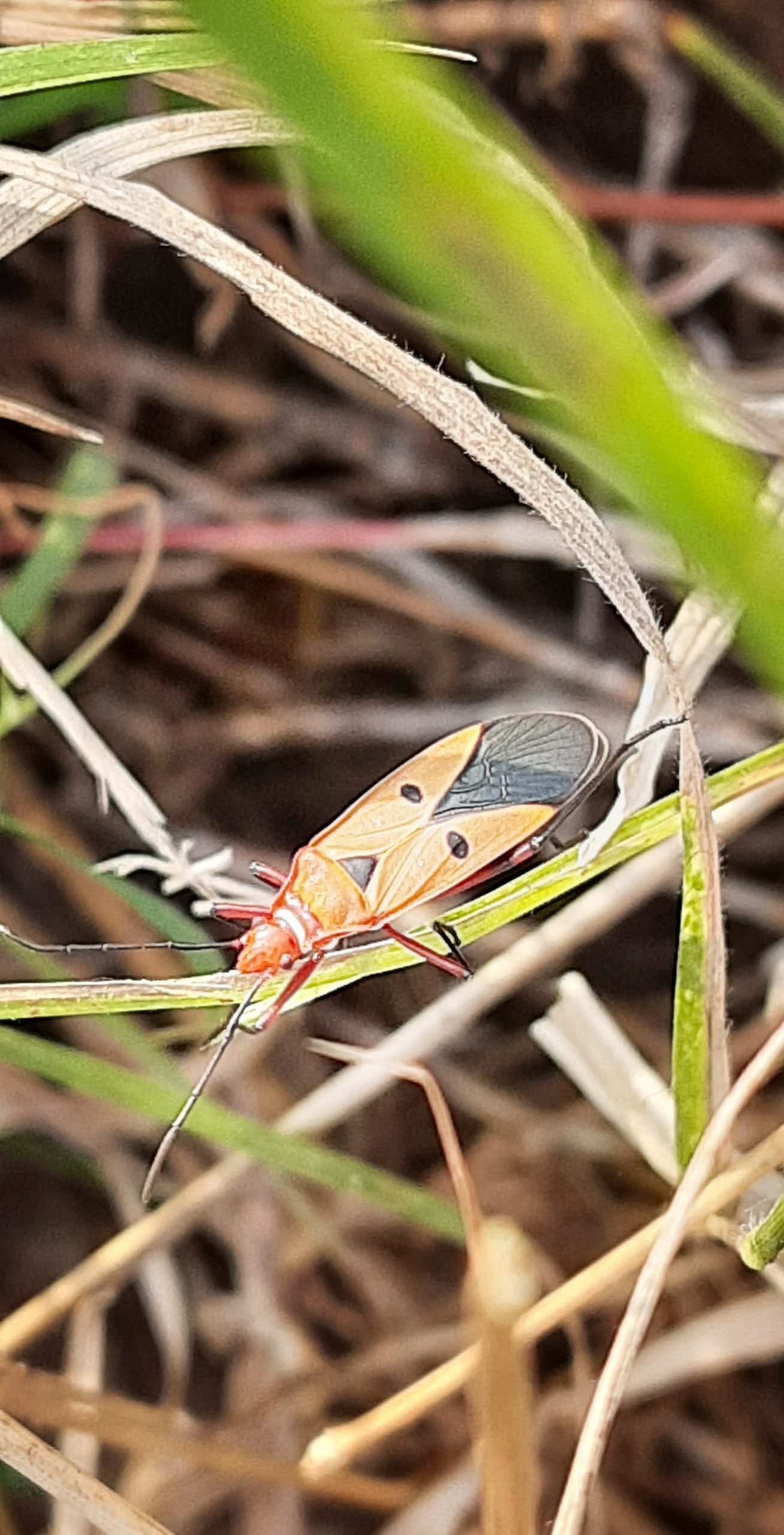 Insect on grass