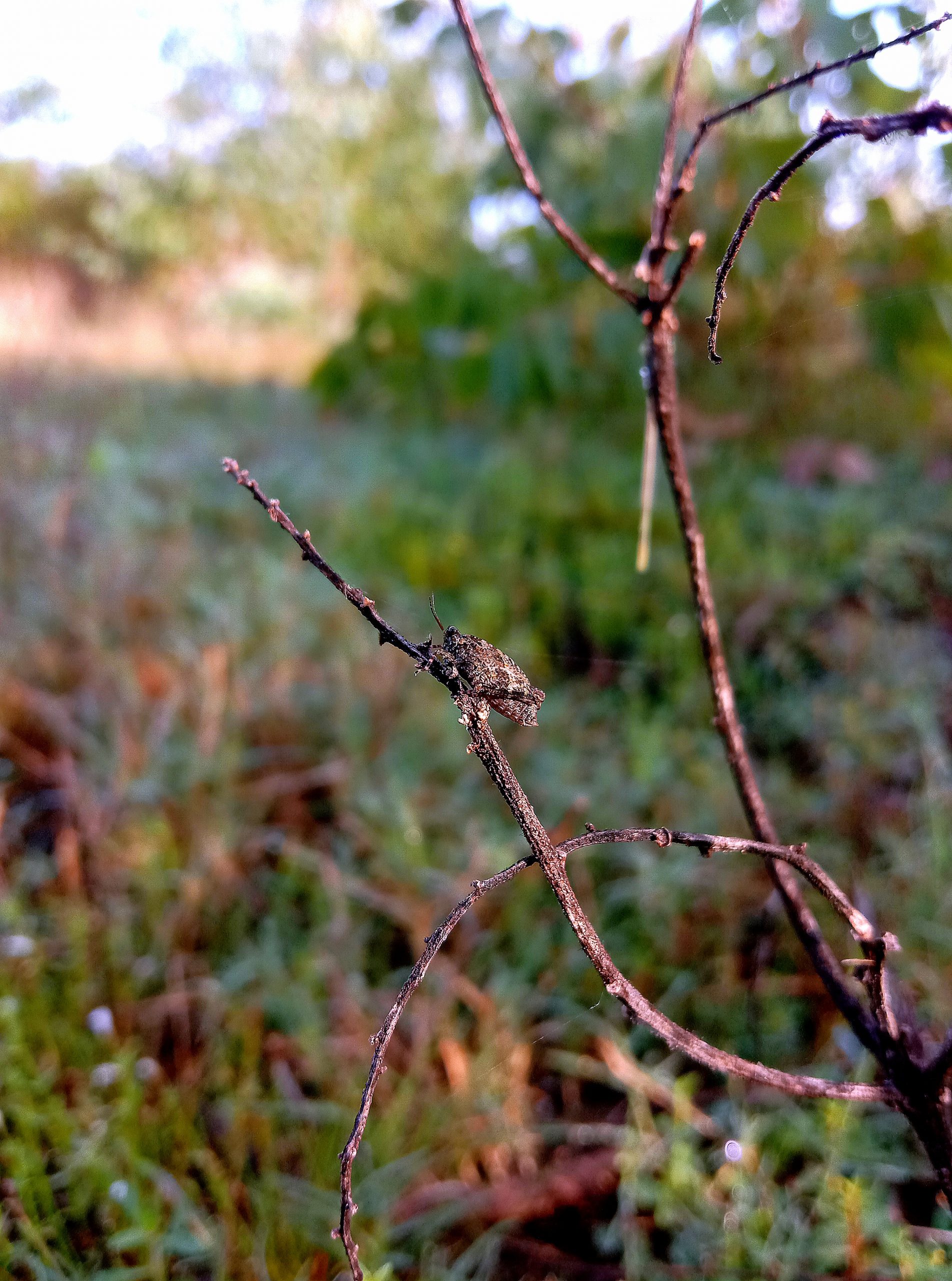 Insect sitting on branch of plant