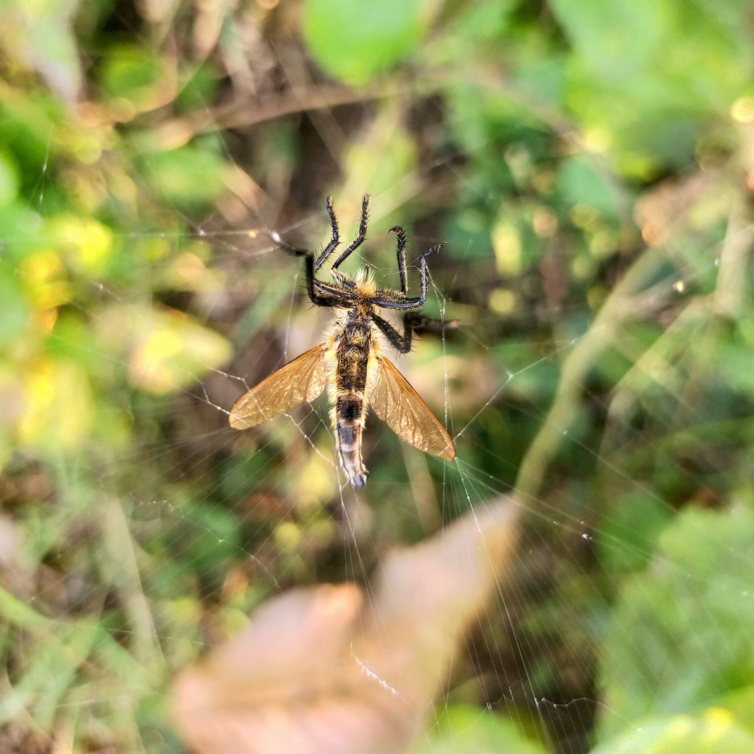 A spider in its web