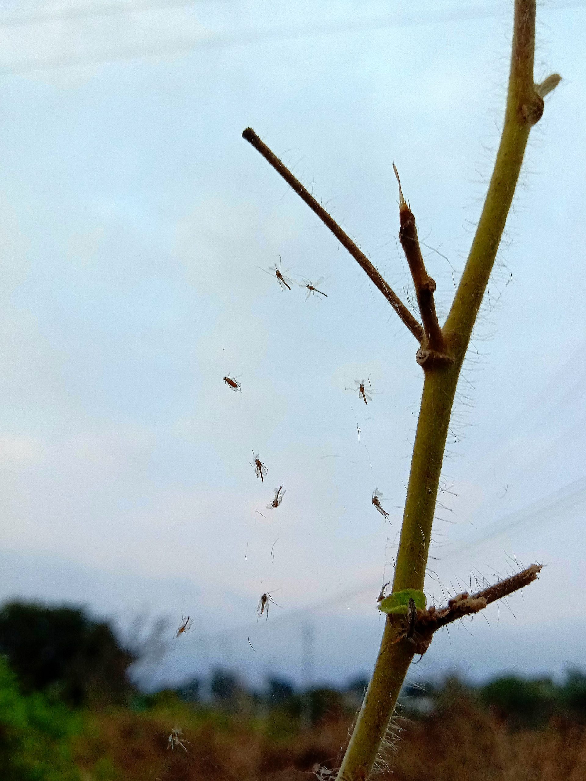 Insects around a plant