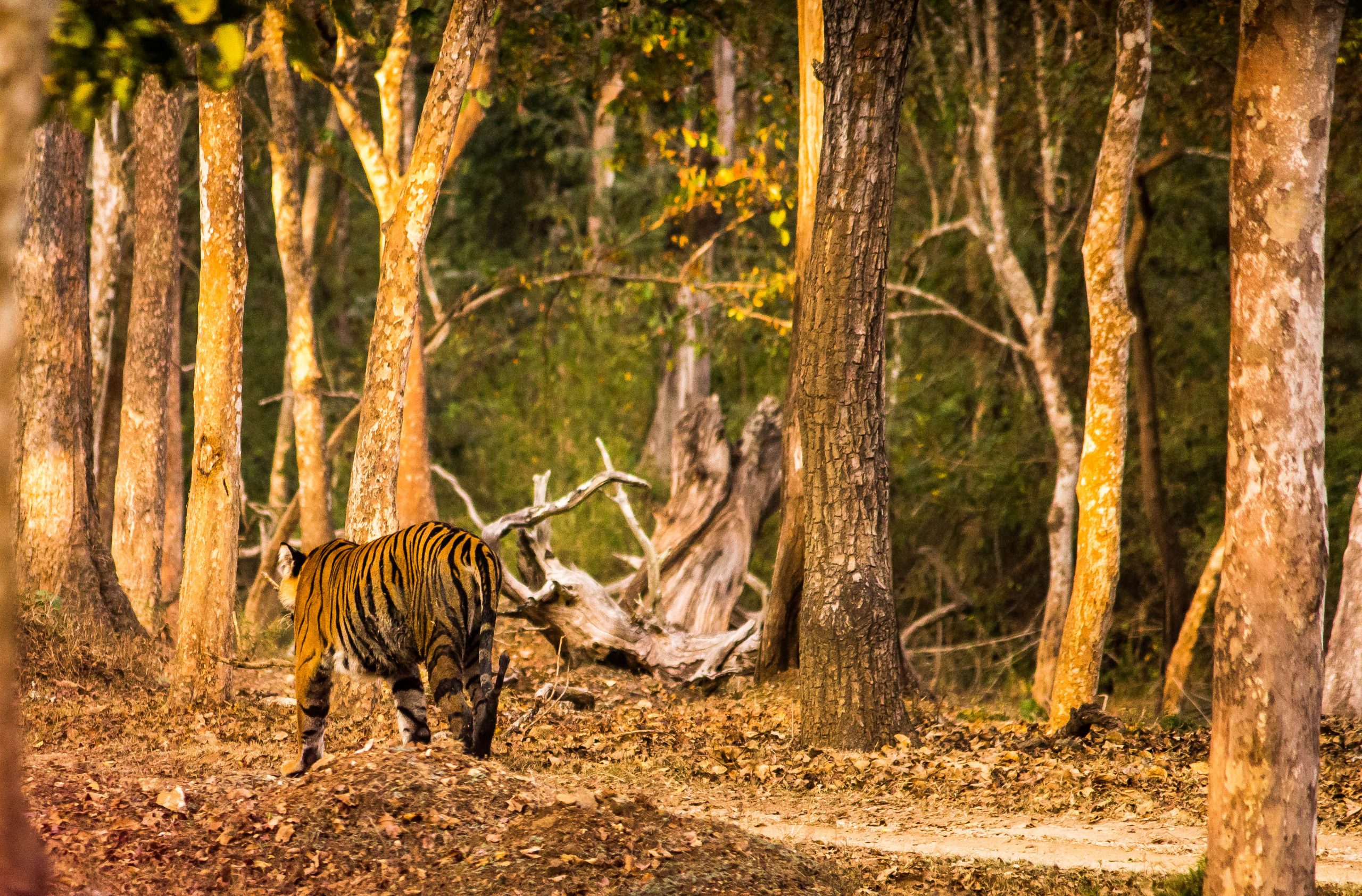 Tiger in forest