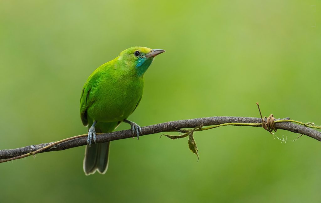 Jardon Leaf Bird Location-Bangalore - PixaHive