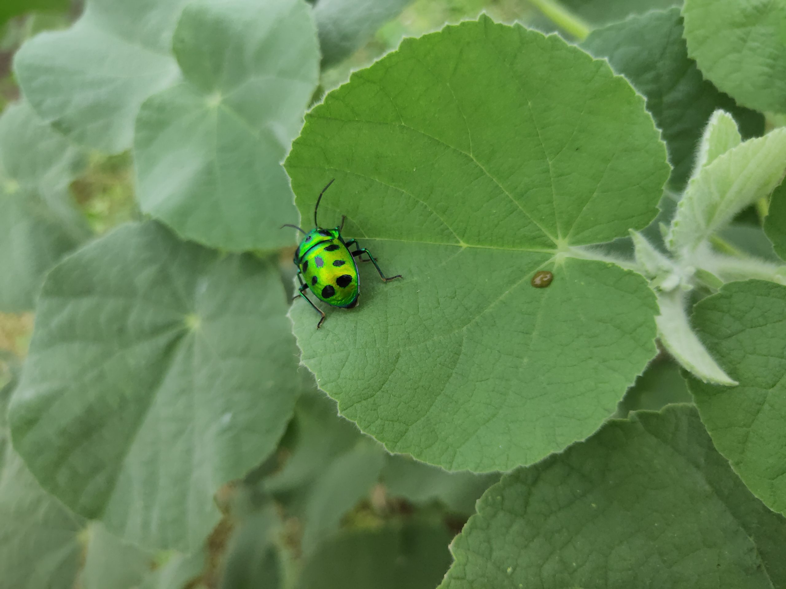 Jewel bug on a leaf