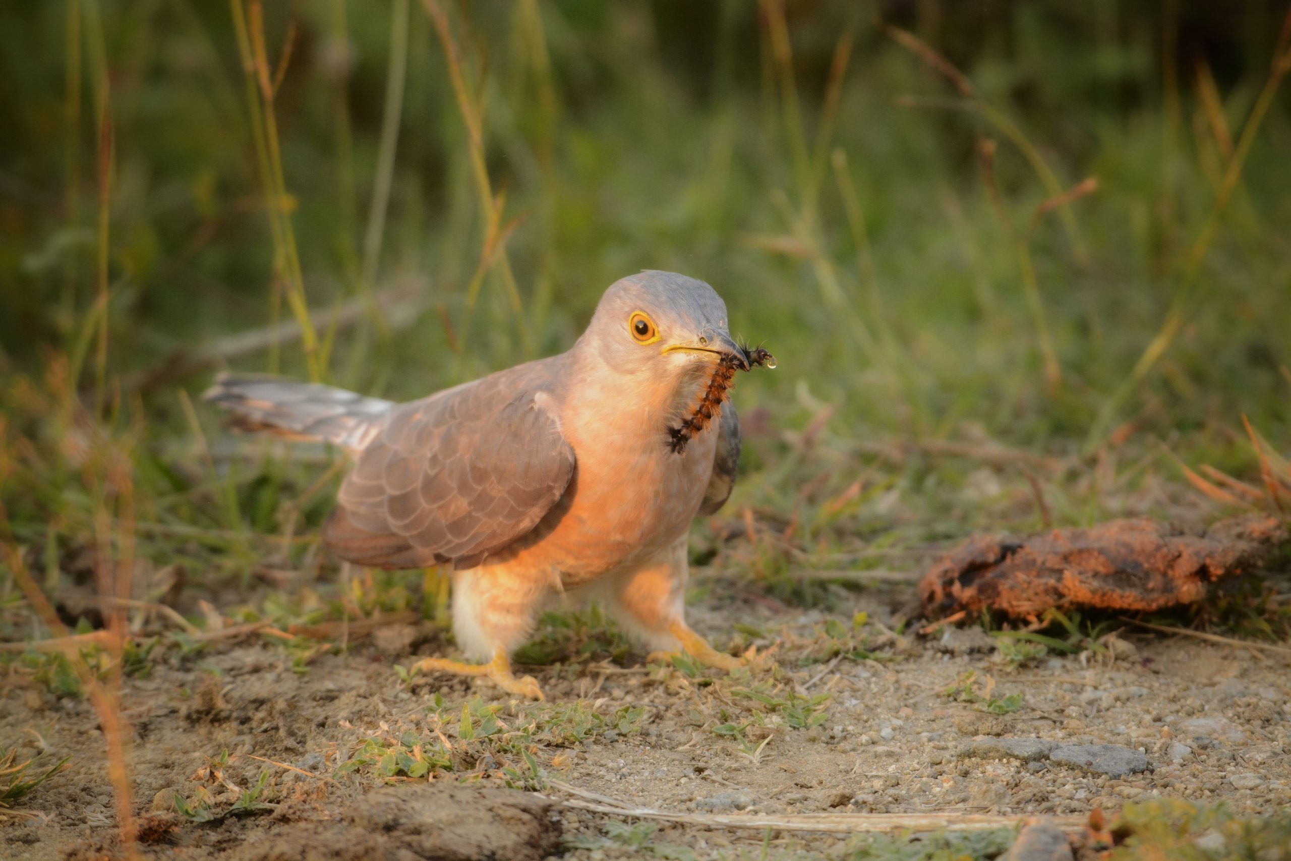 Common Hawk Cuckoo with a kill