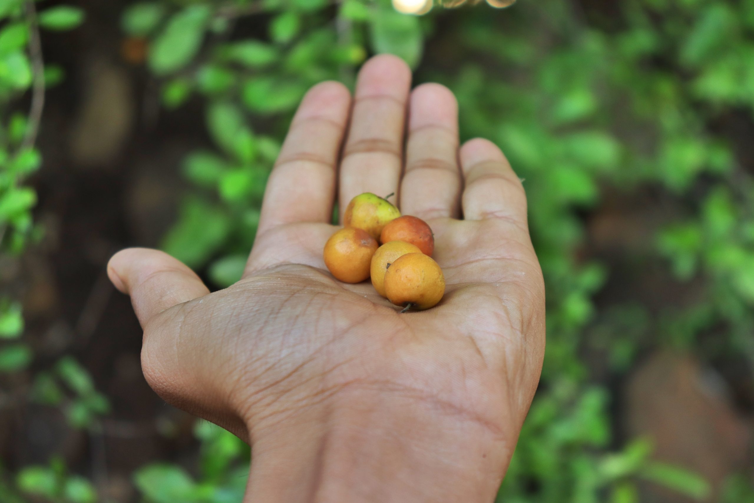 Jujube fruit in hand