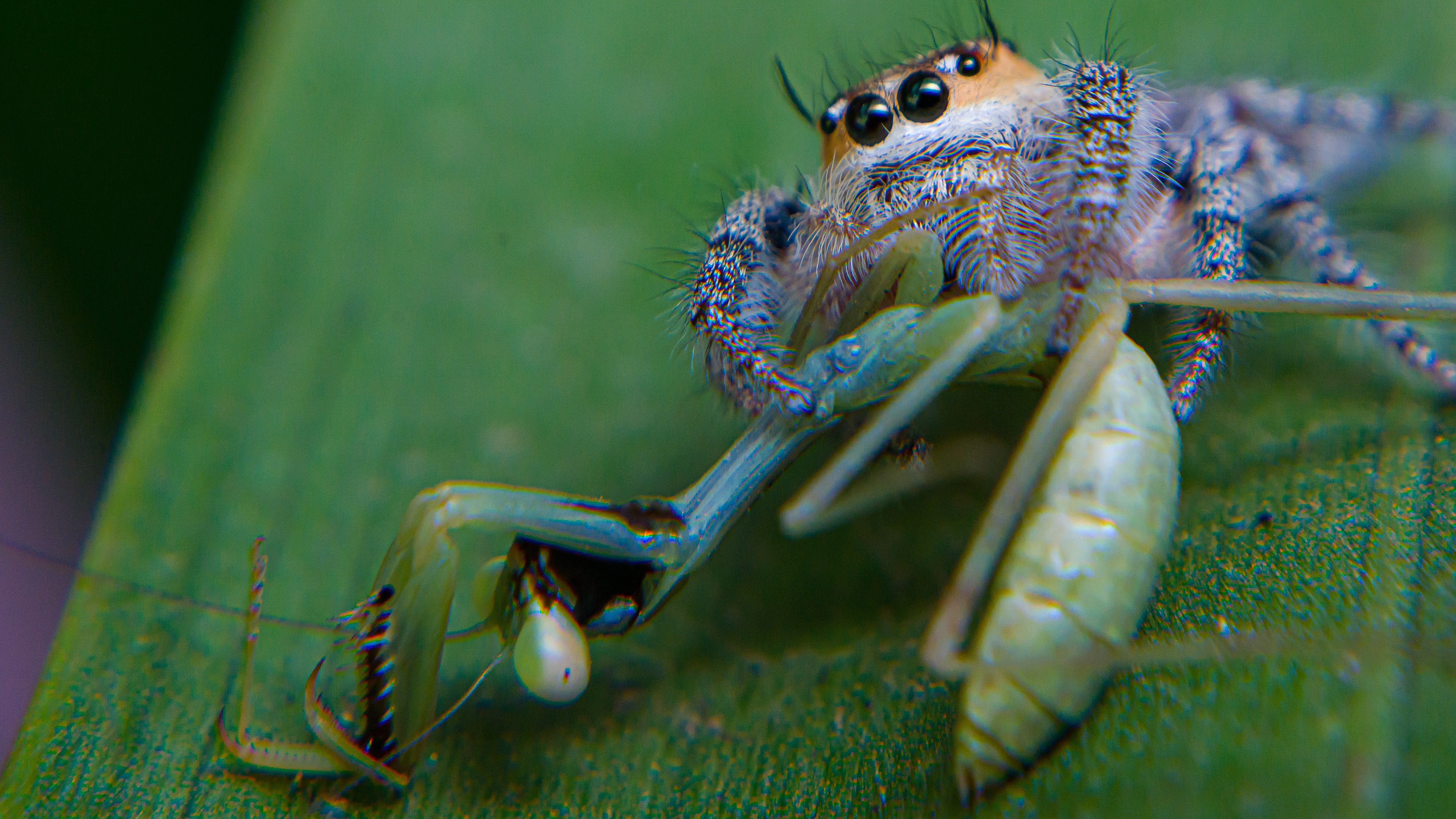A jumping spider with a kill