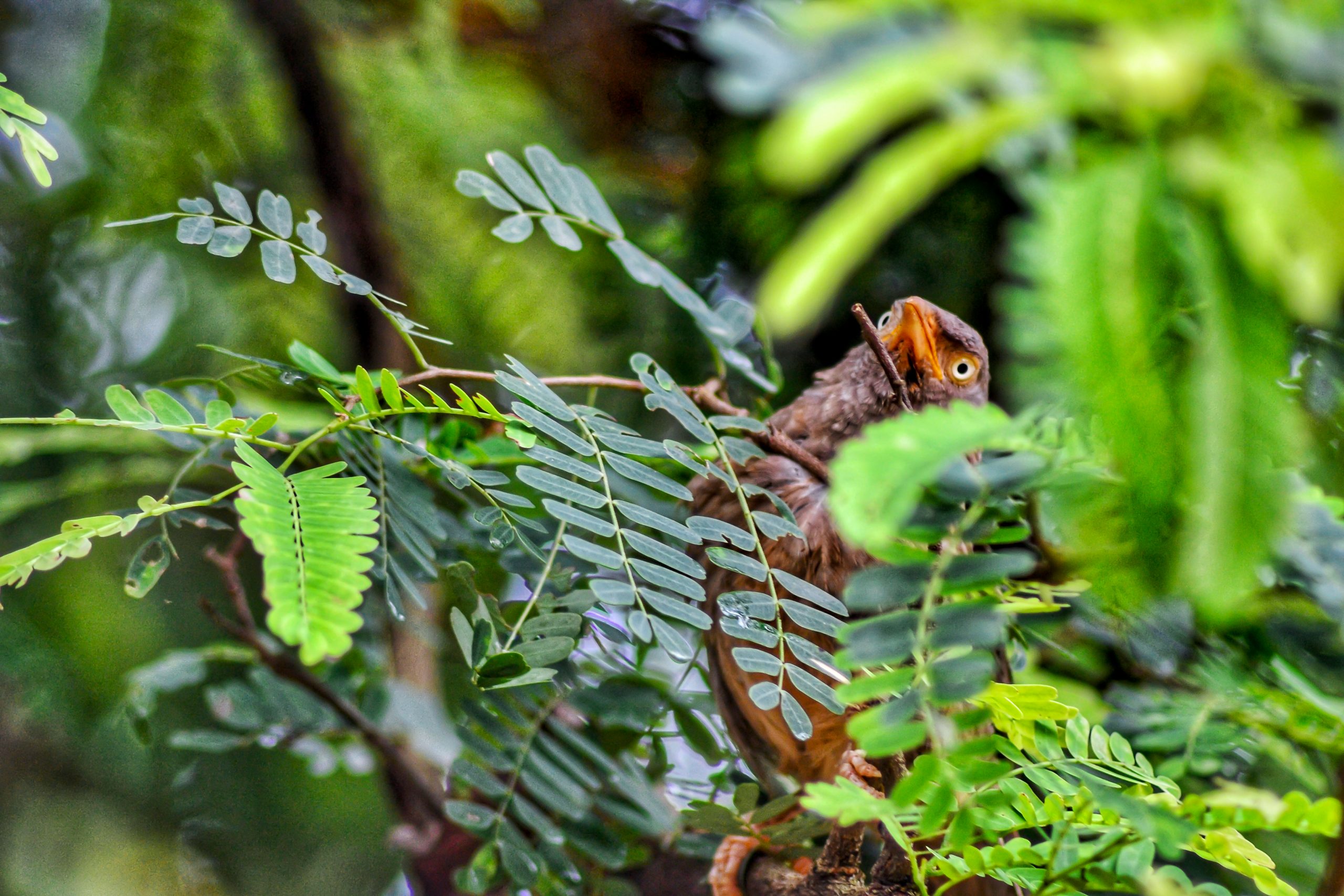 Jungle babbler on a plant