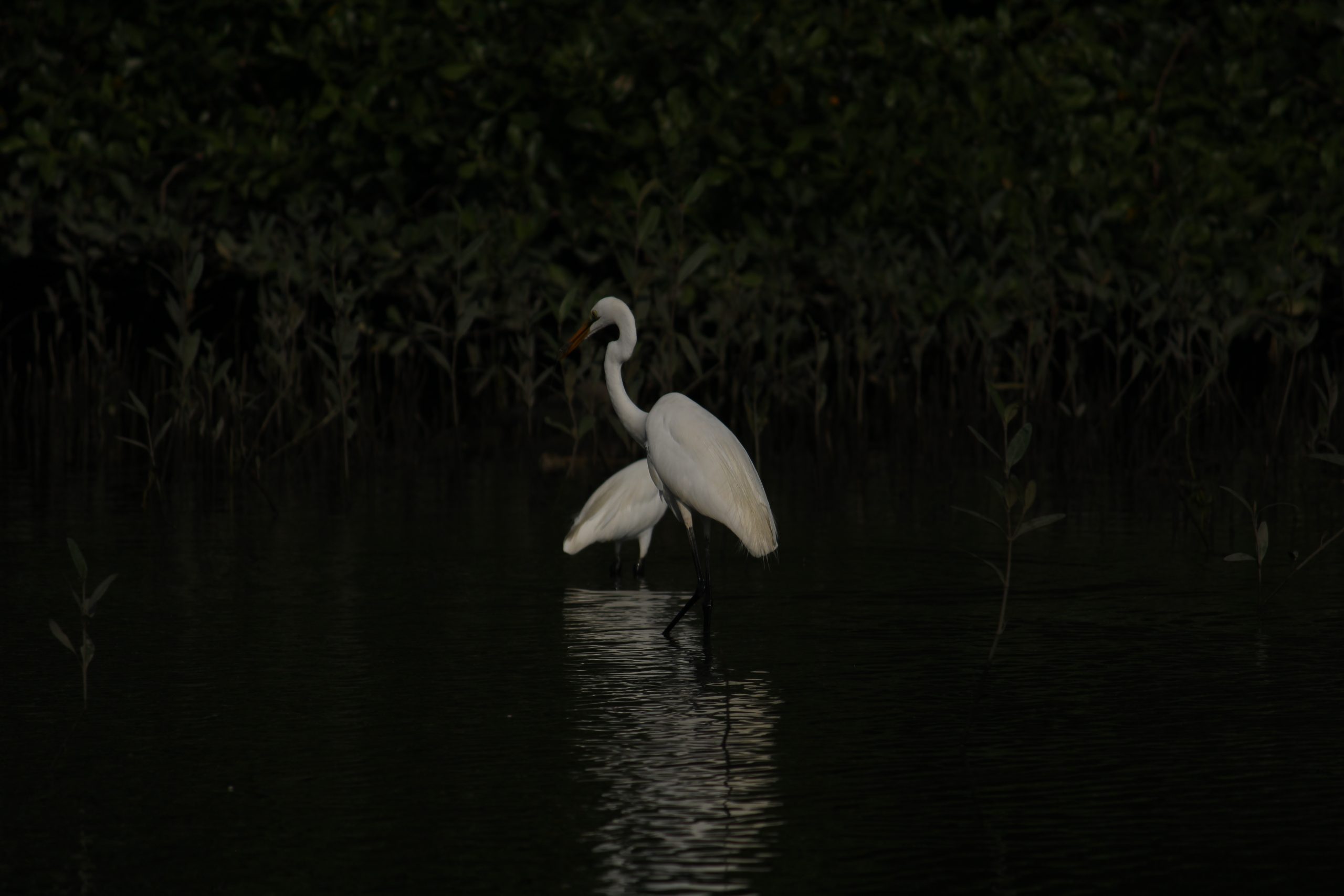 Swan floating in water