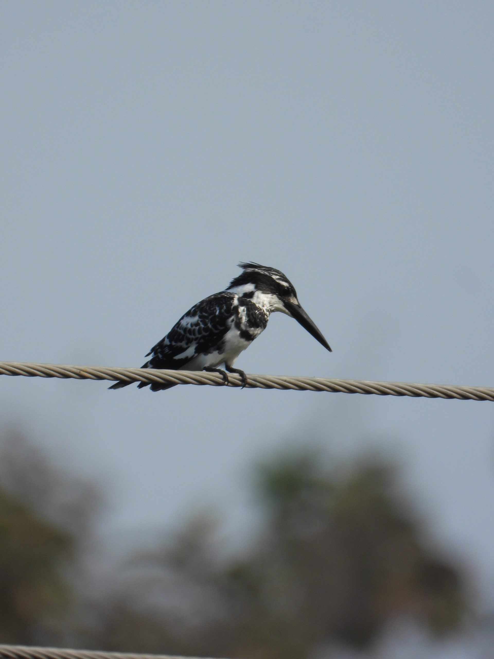 Kingfisher bird on cable