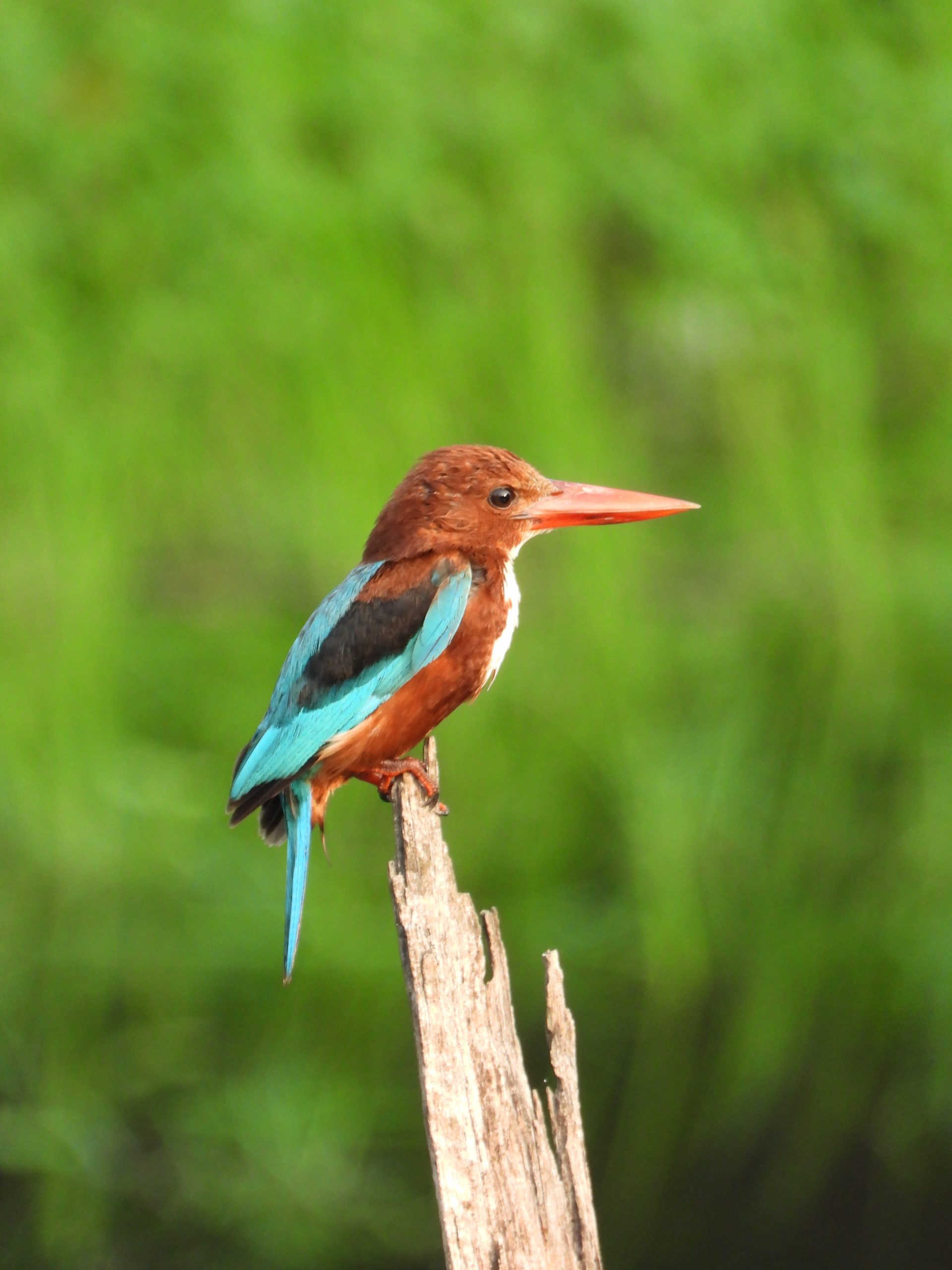 Kingfisher on tree branch