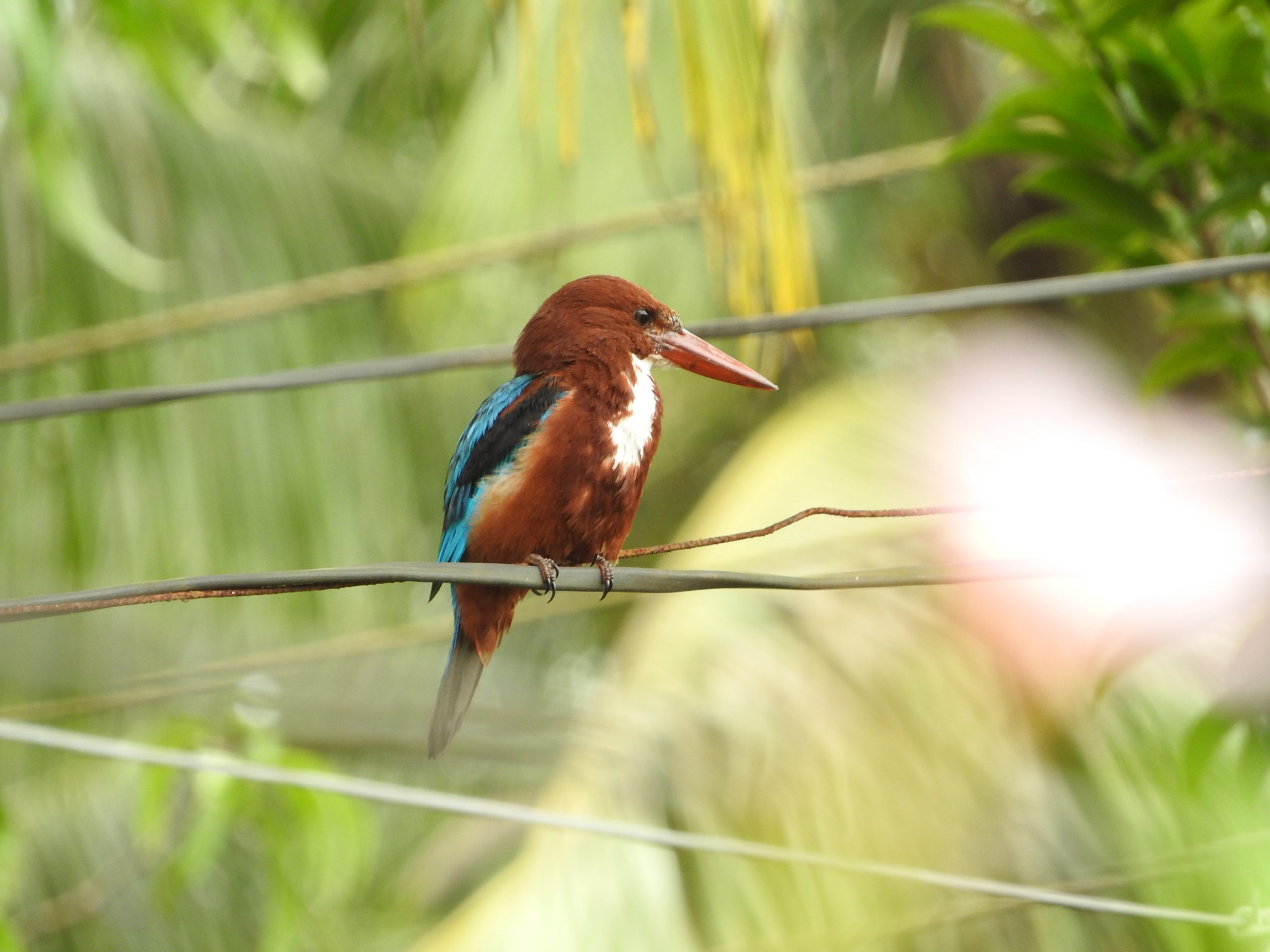 Kingfisher sitting on a wire