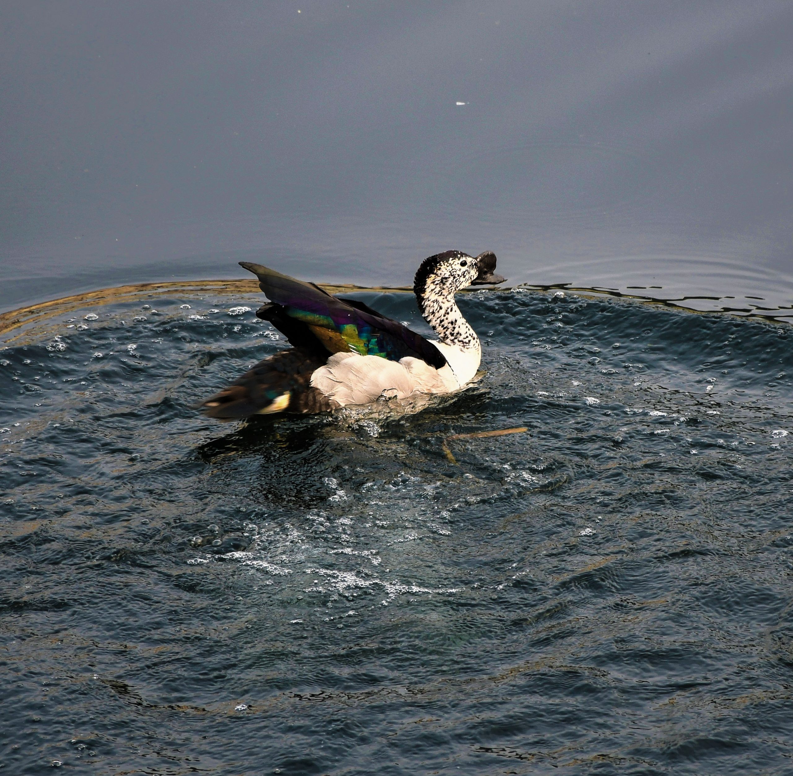 Knob Billed Duck in the water