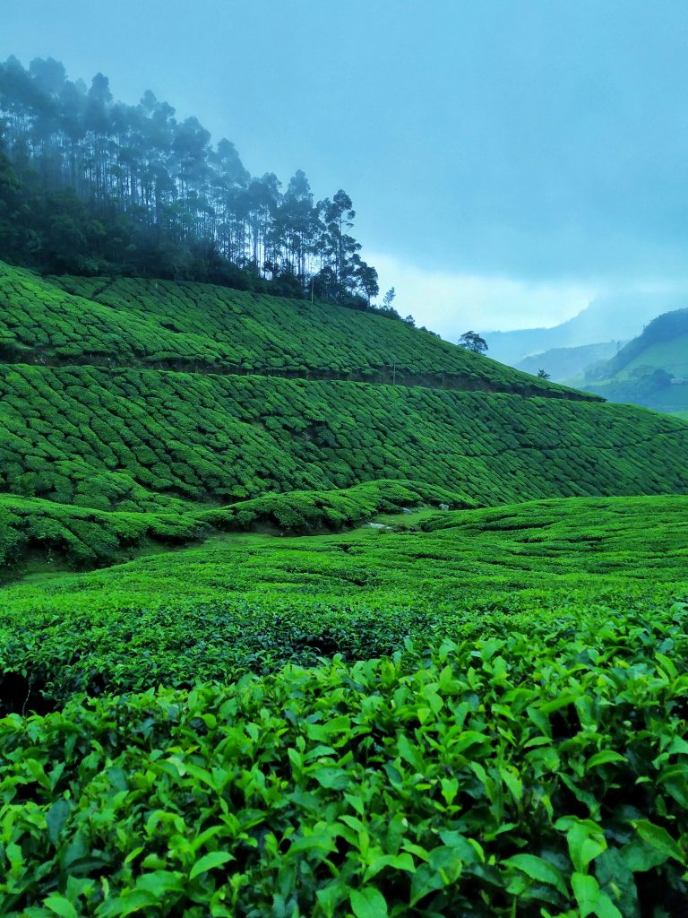 Kolukkumalai tea garden - PixaHive