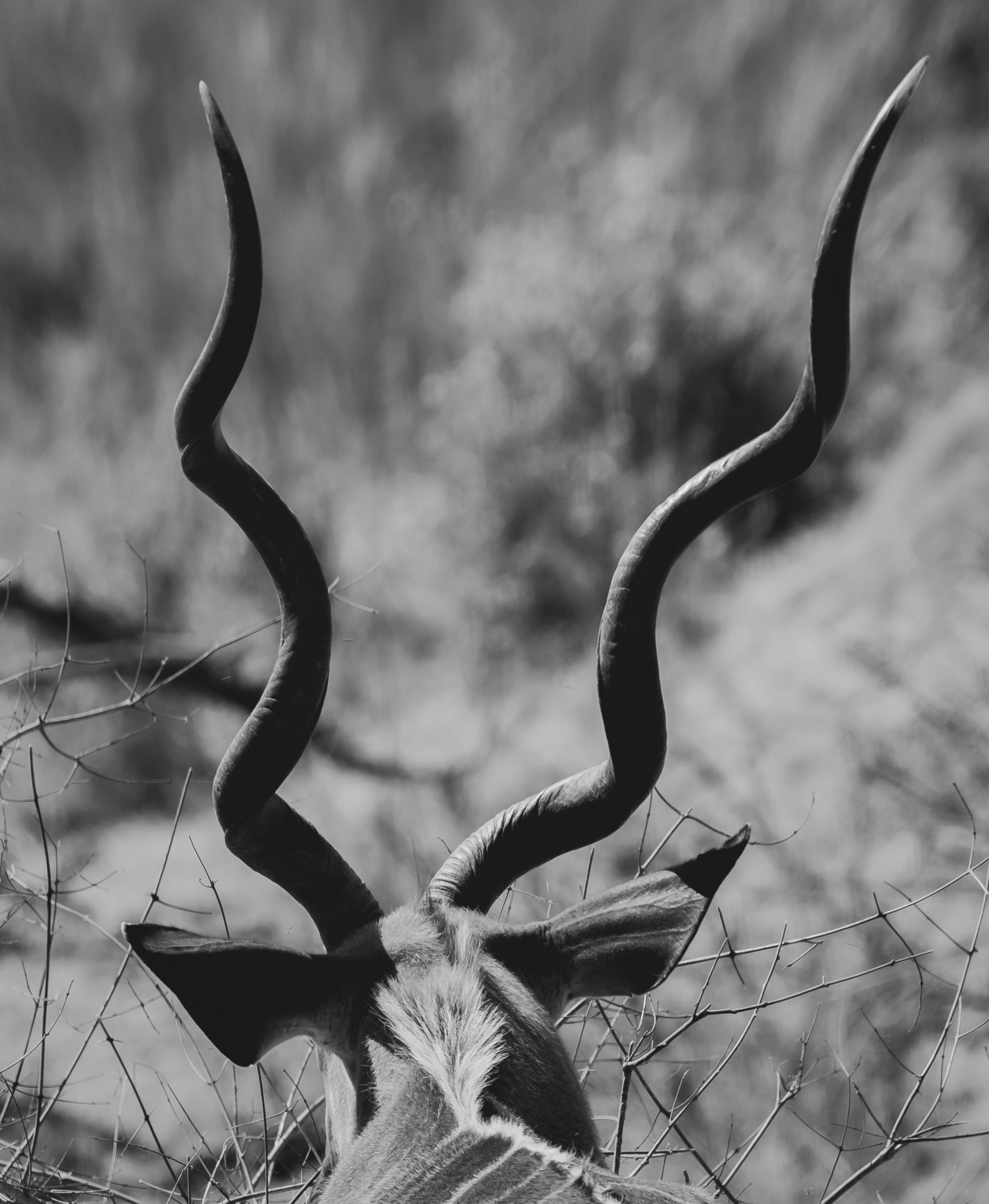 Kudu Horns