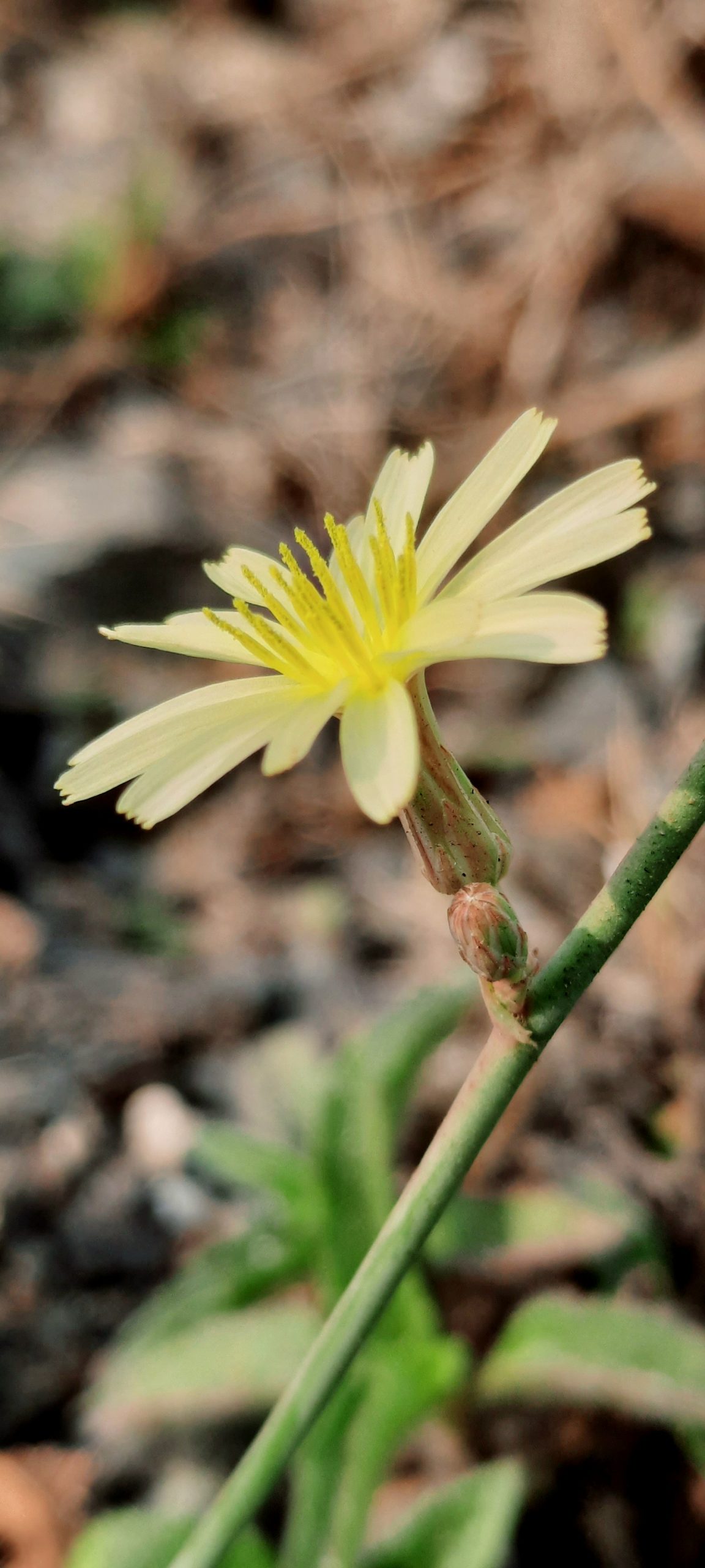 Flowering plant