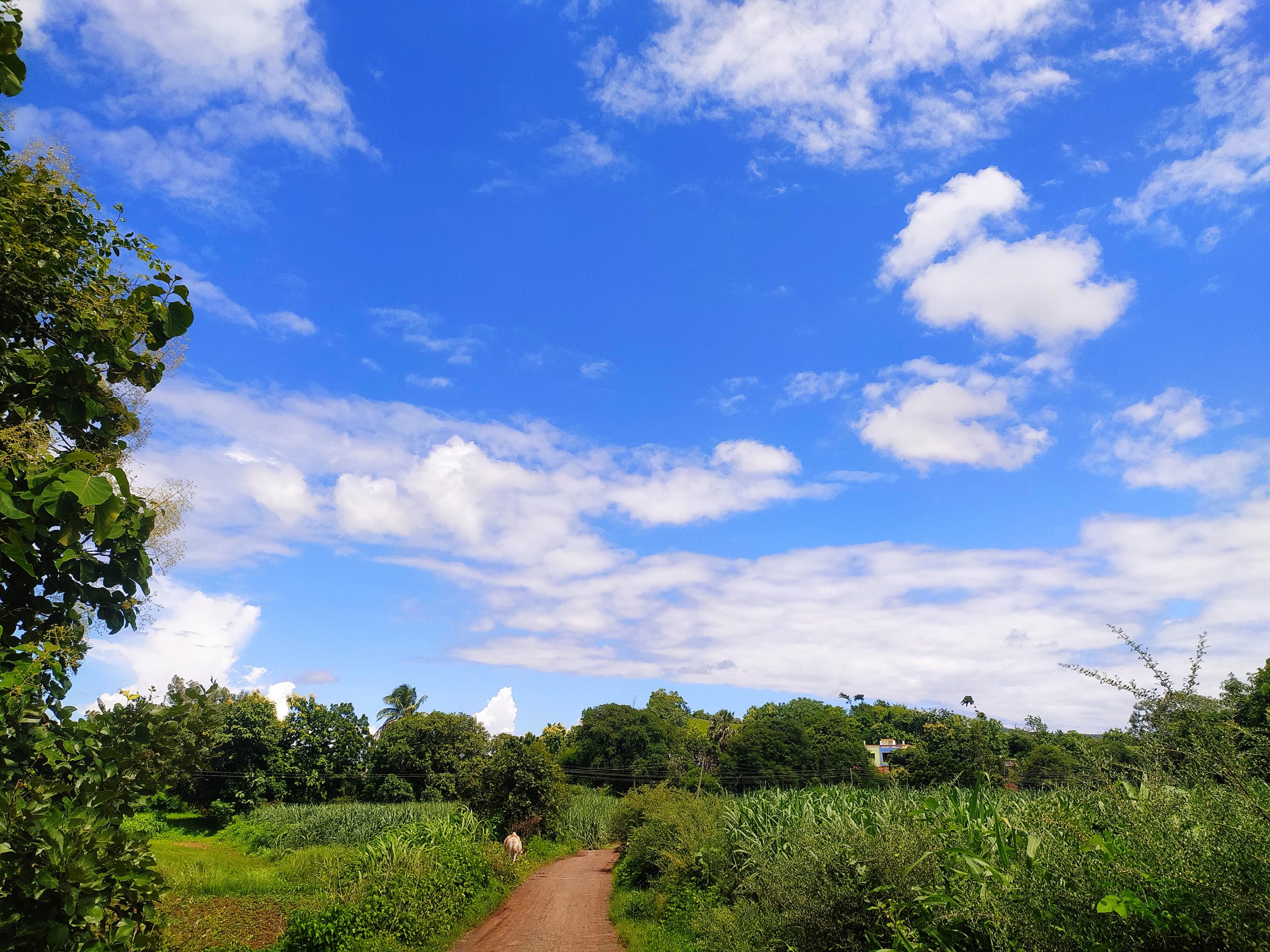 Landscape view