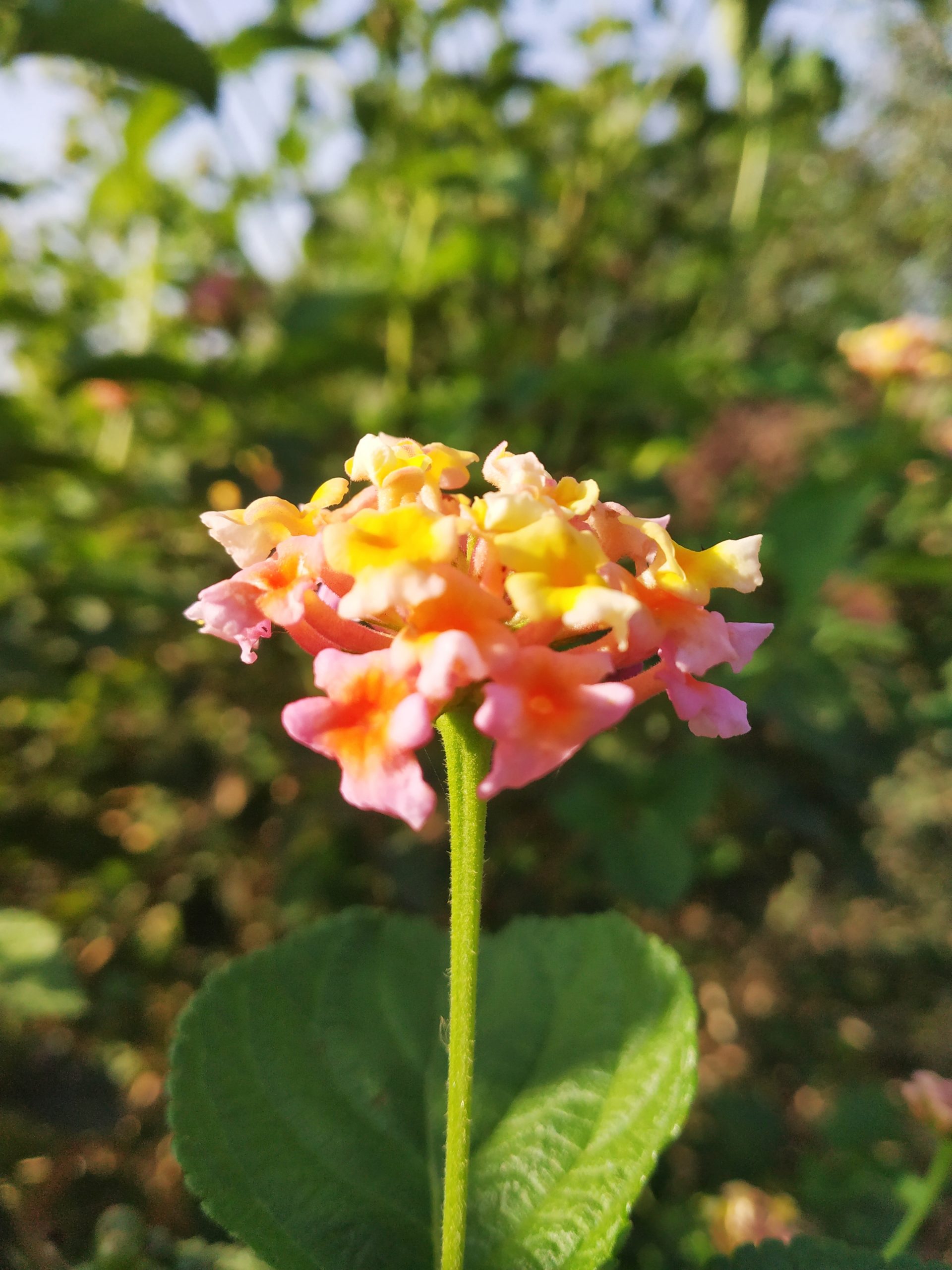 Lantana plant flower