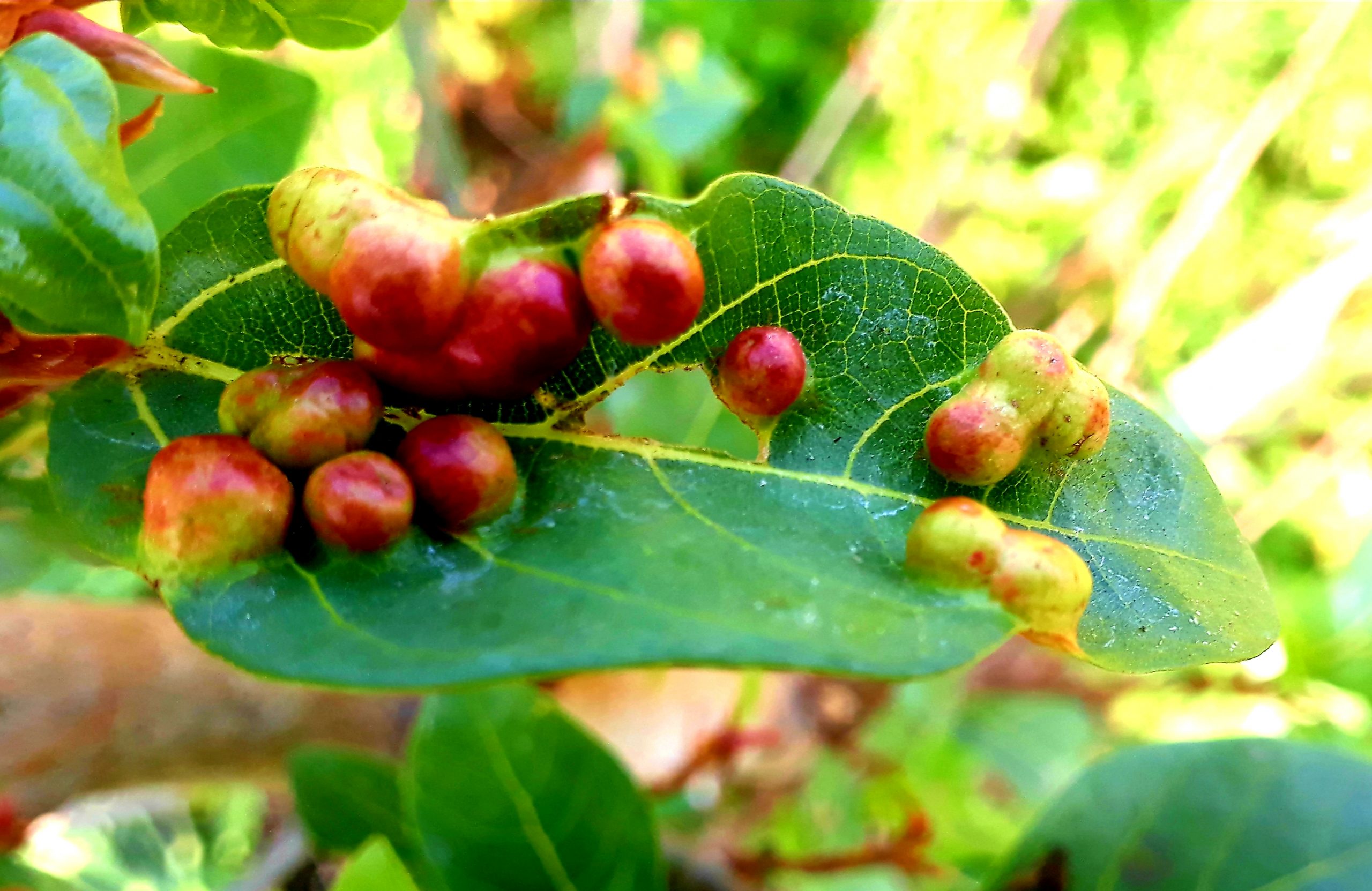 Leaf and seeds of a plant