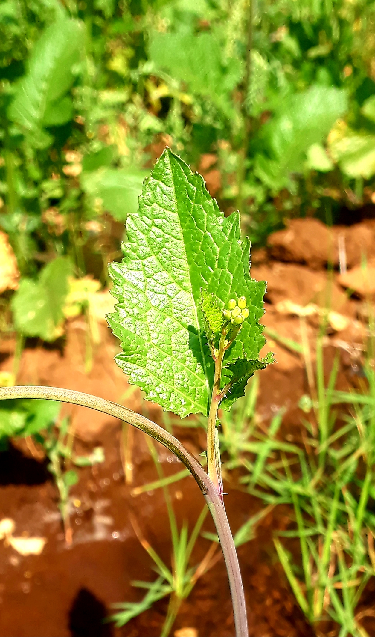 Leaf of a plant