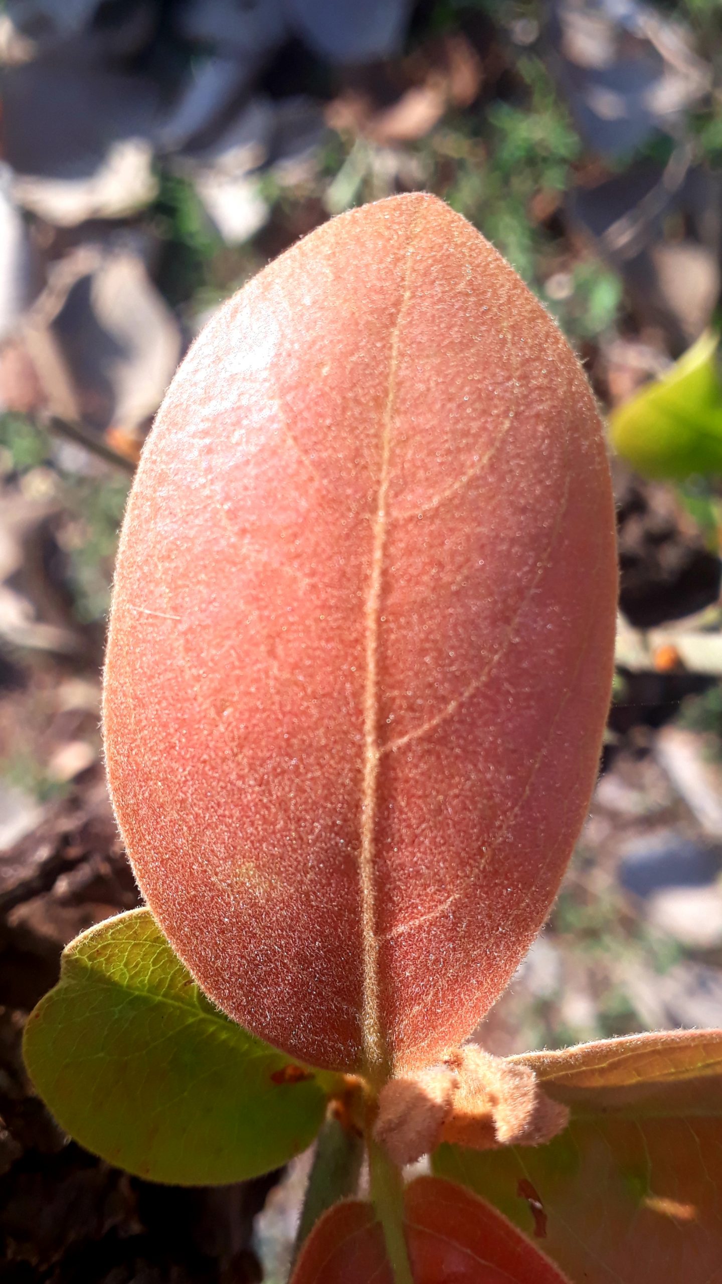 Leaf of a plant