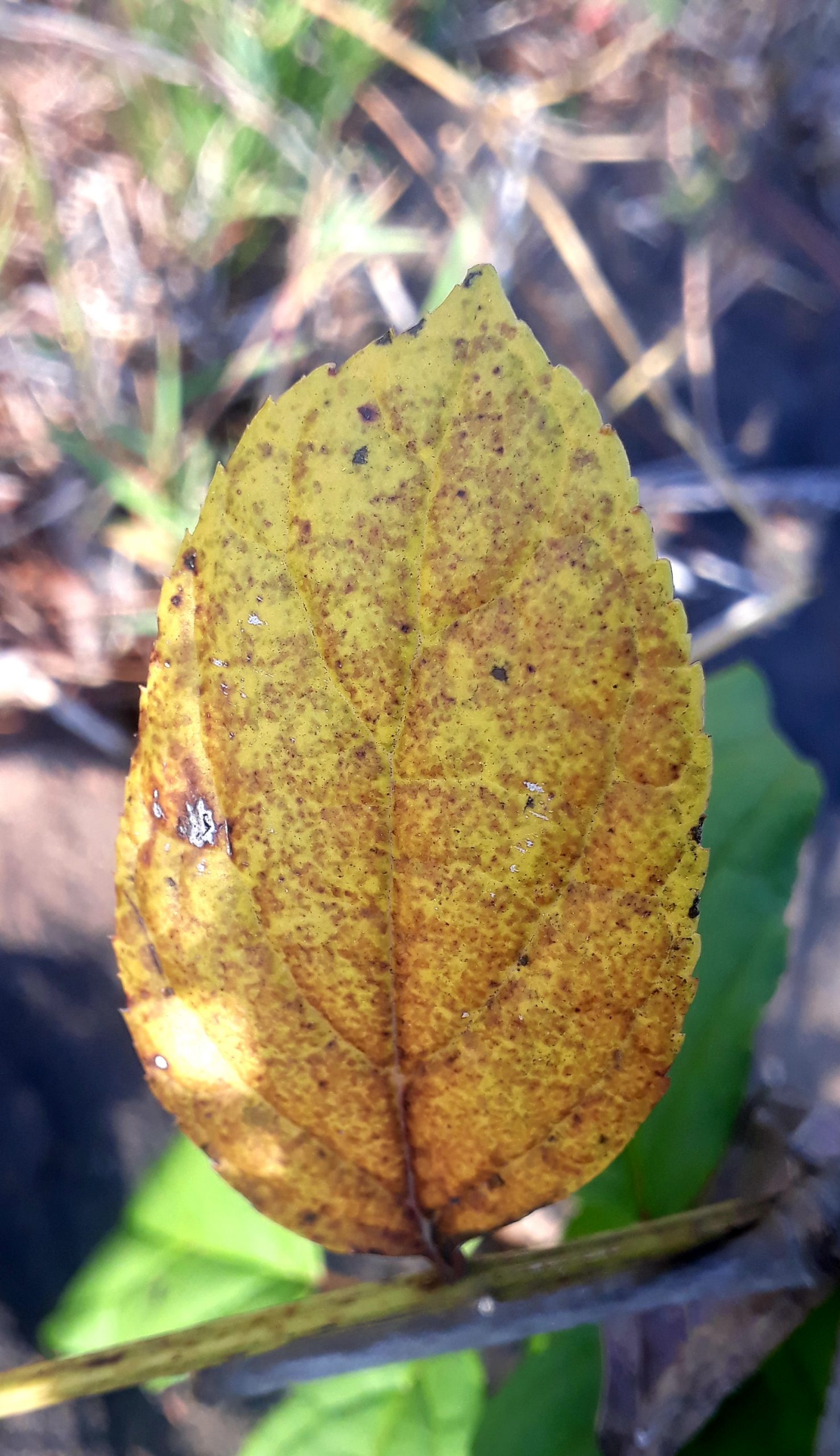 Leaf of a plant