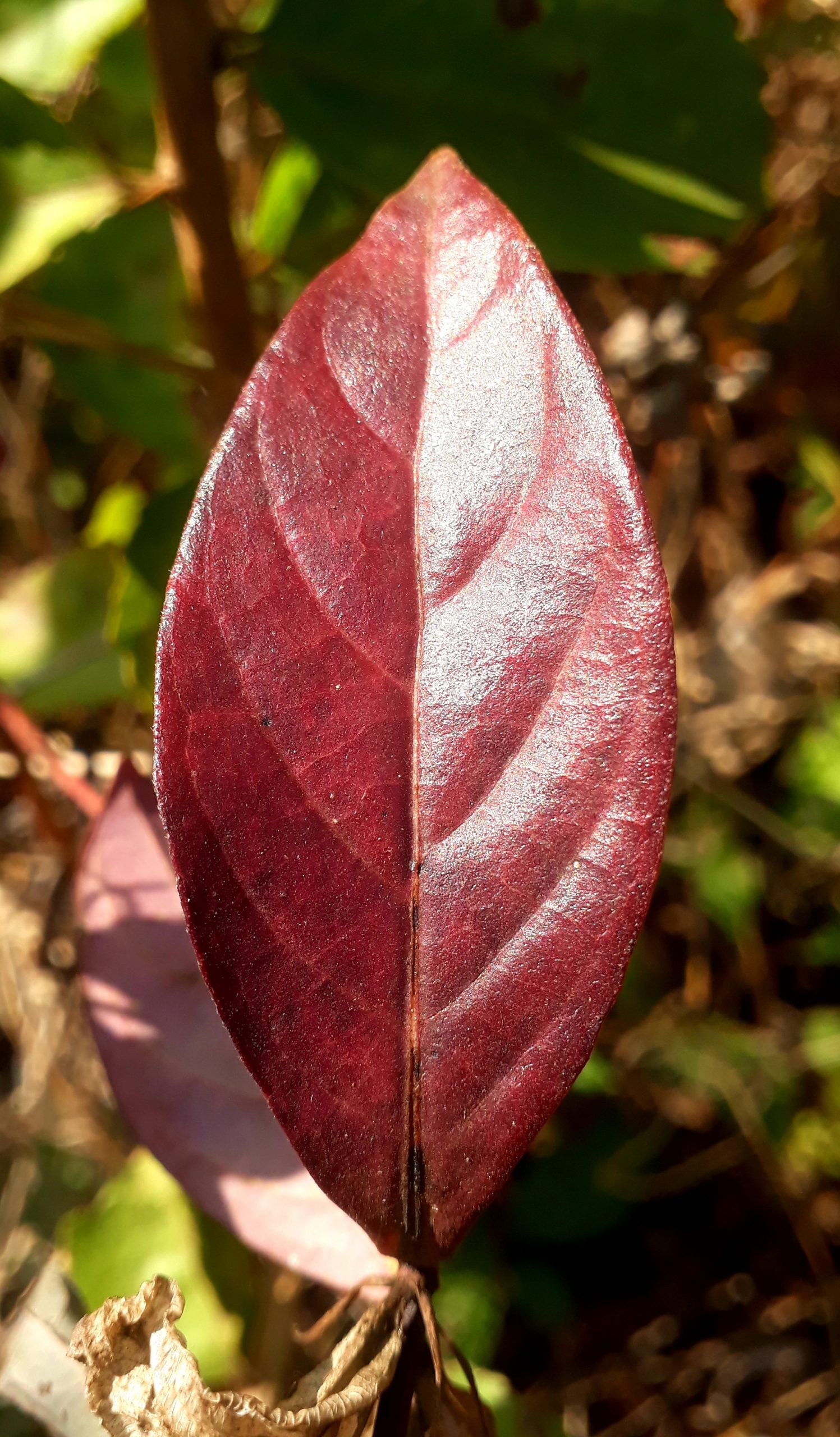 Leaf of a plant