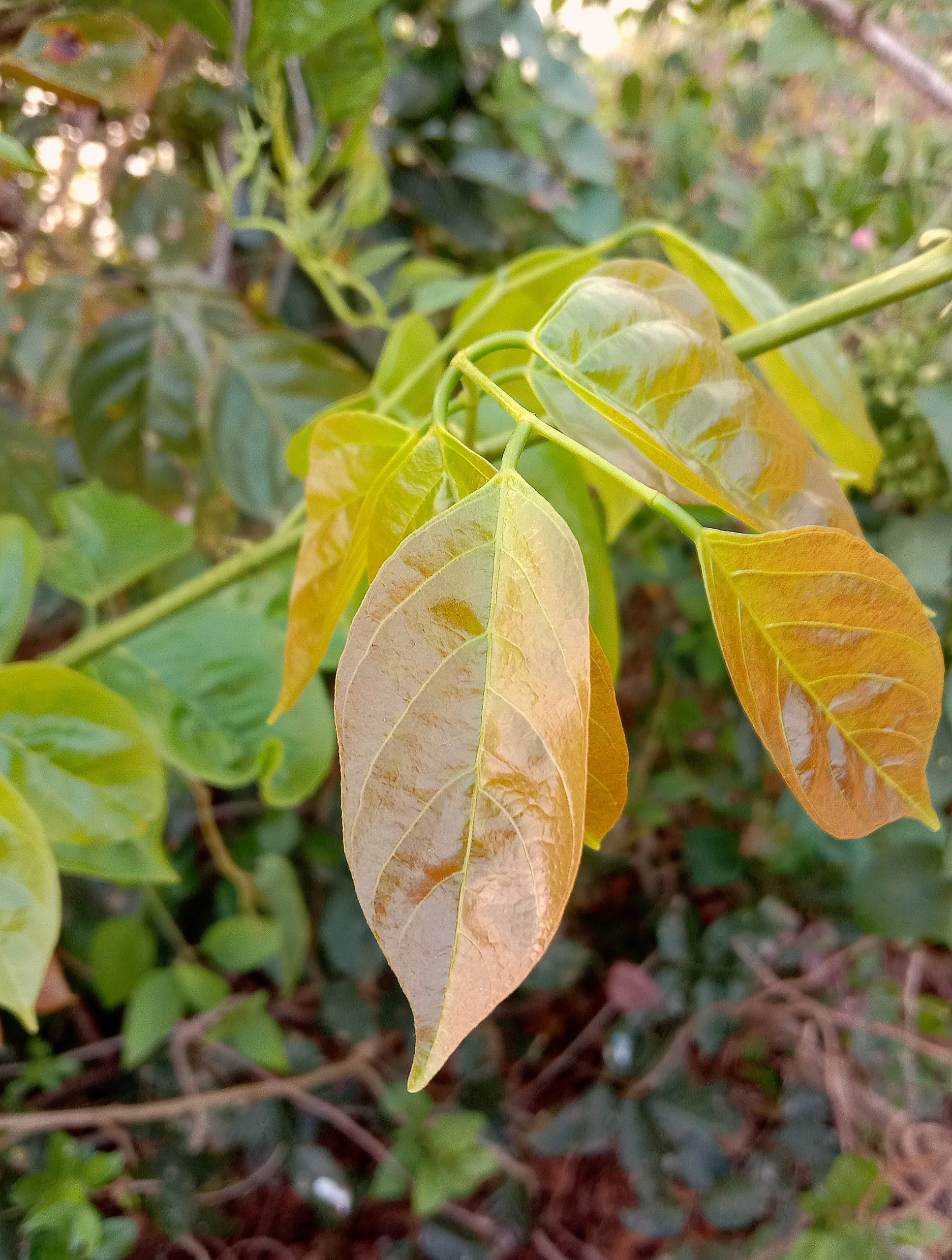 Leaf of plants