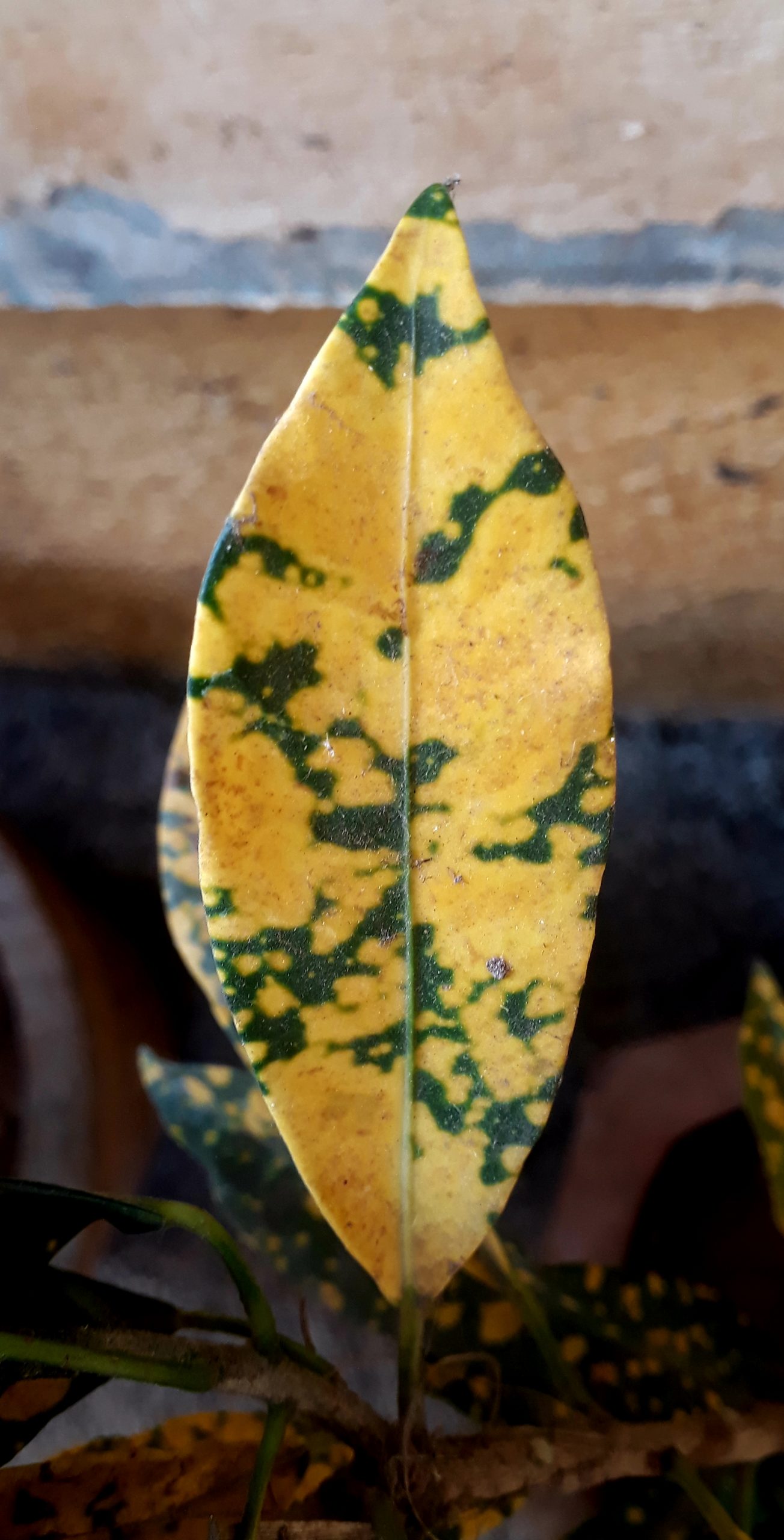 Leaf on plant