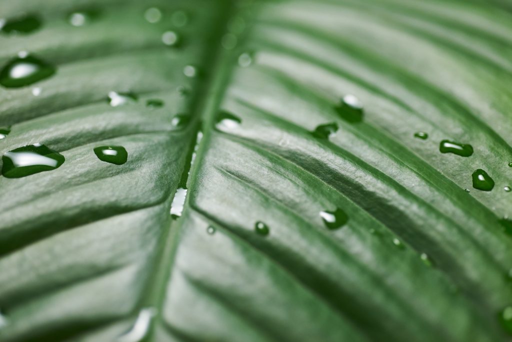 Leaf water drop - PixaHive