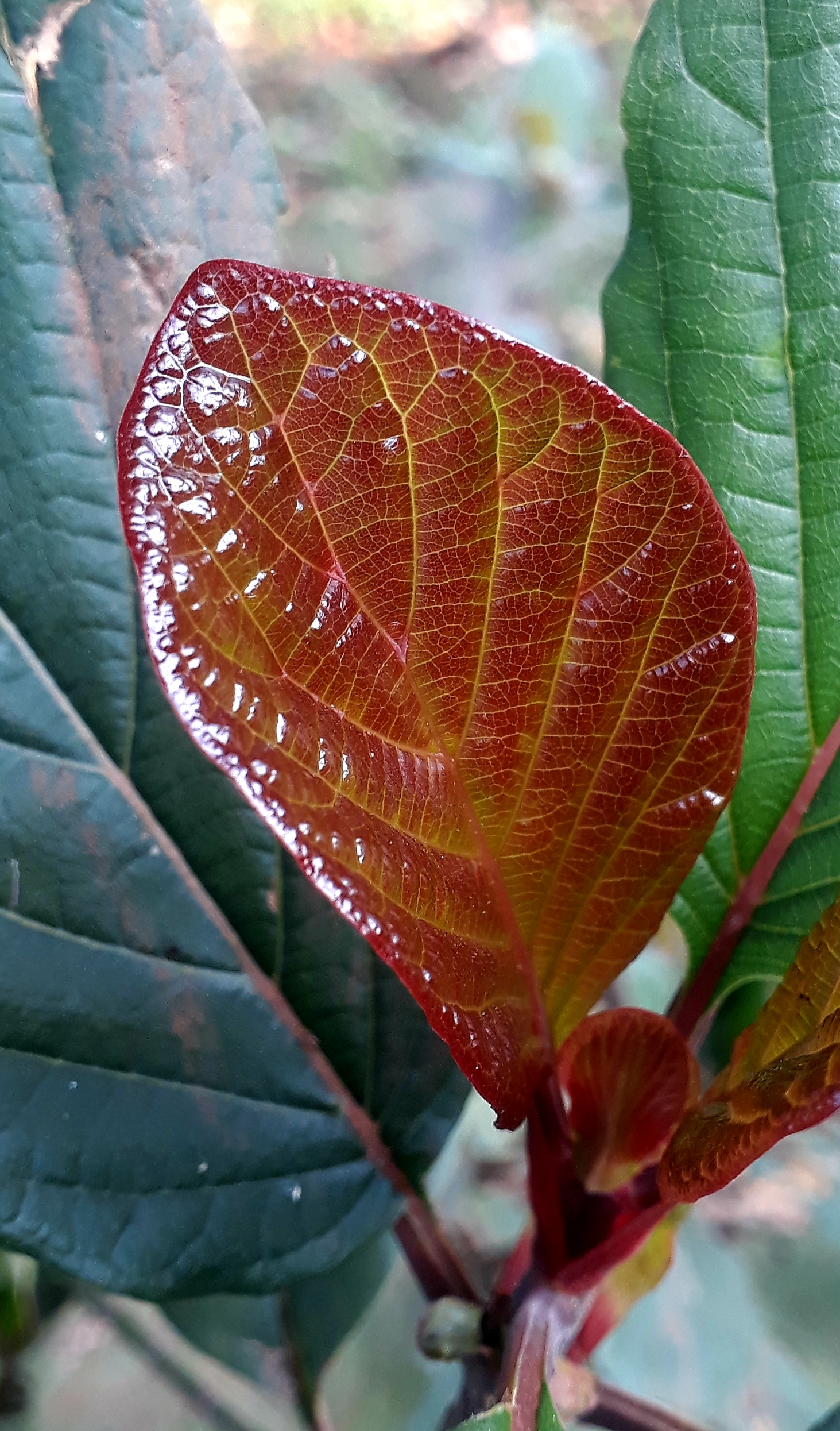 Leaf of a plant