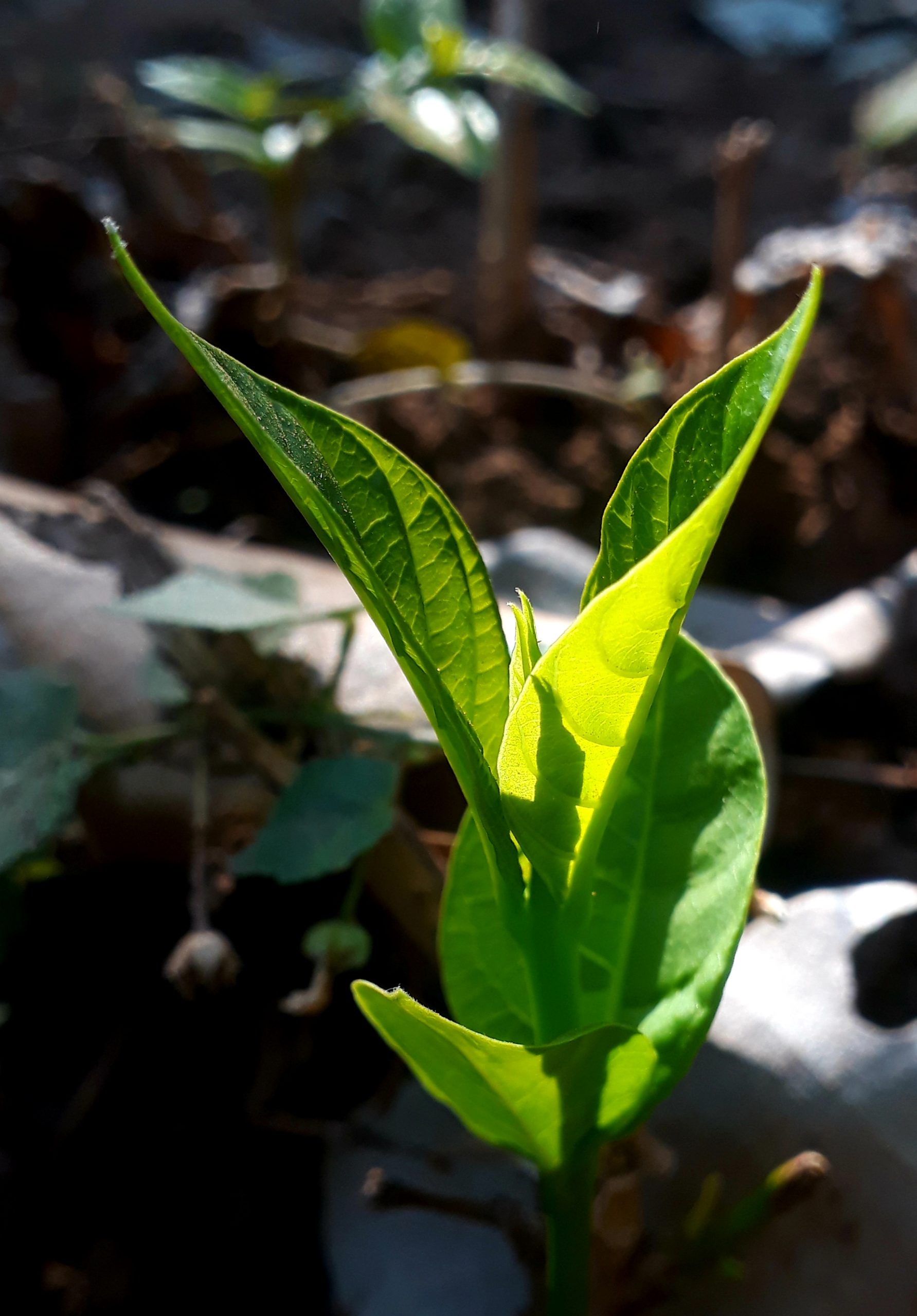 Leaves