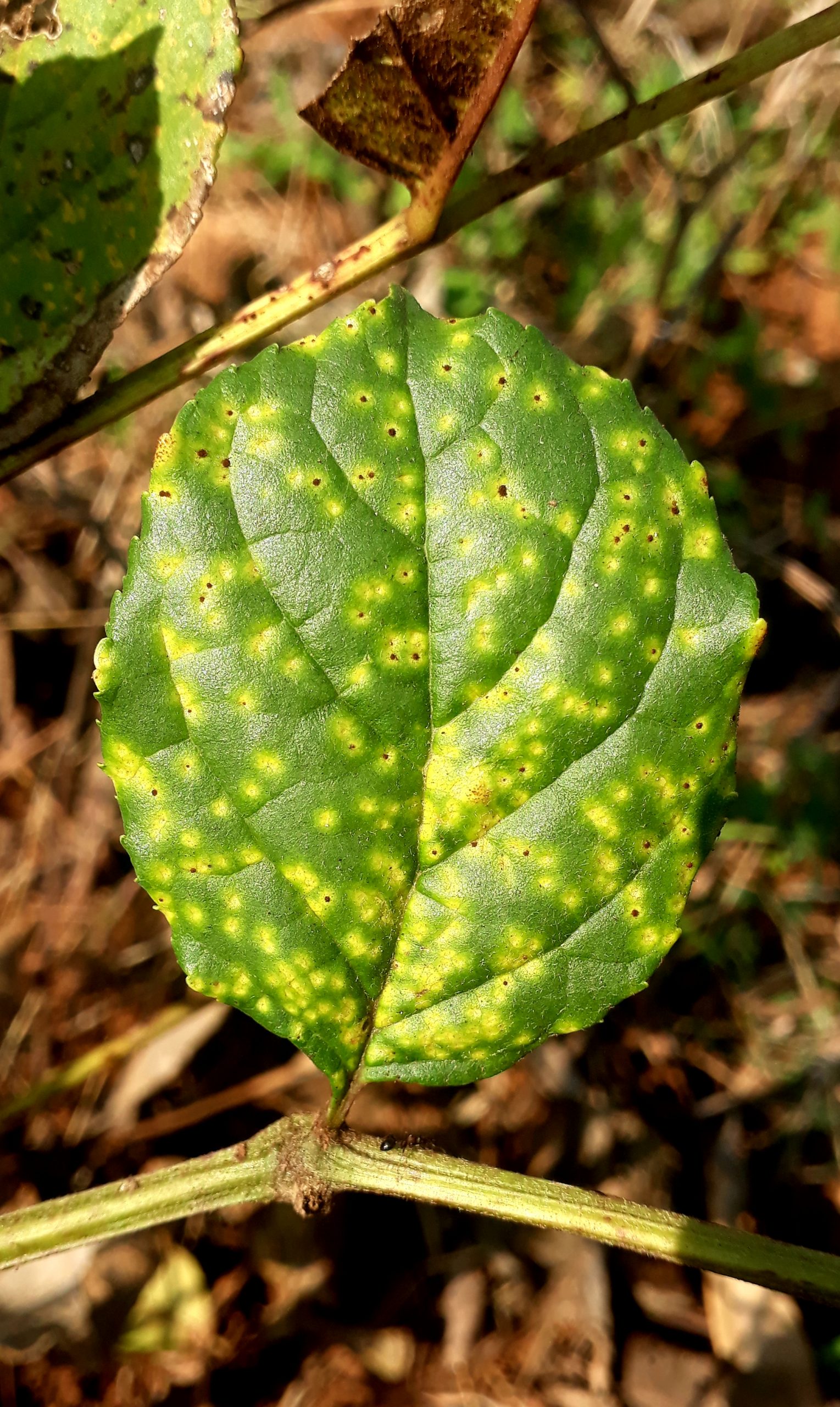 Leaf of a plant