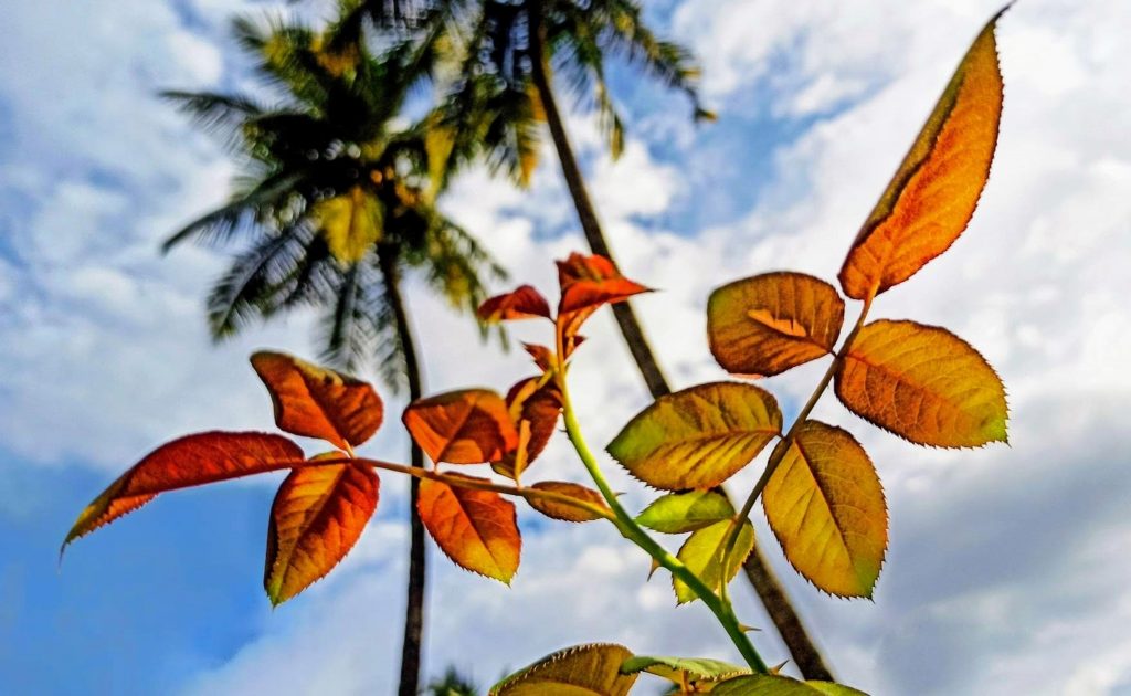 Leaves of Rose plant Free Image by Vzzz on