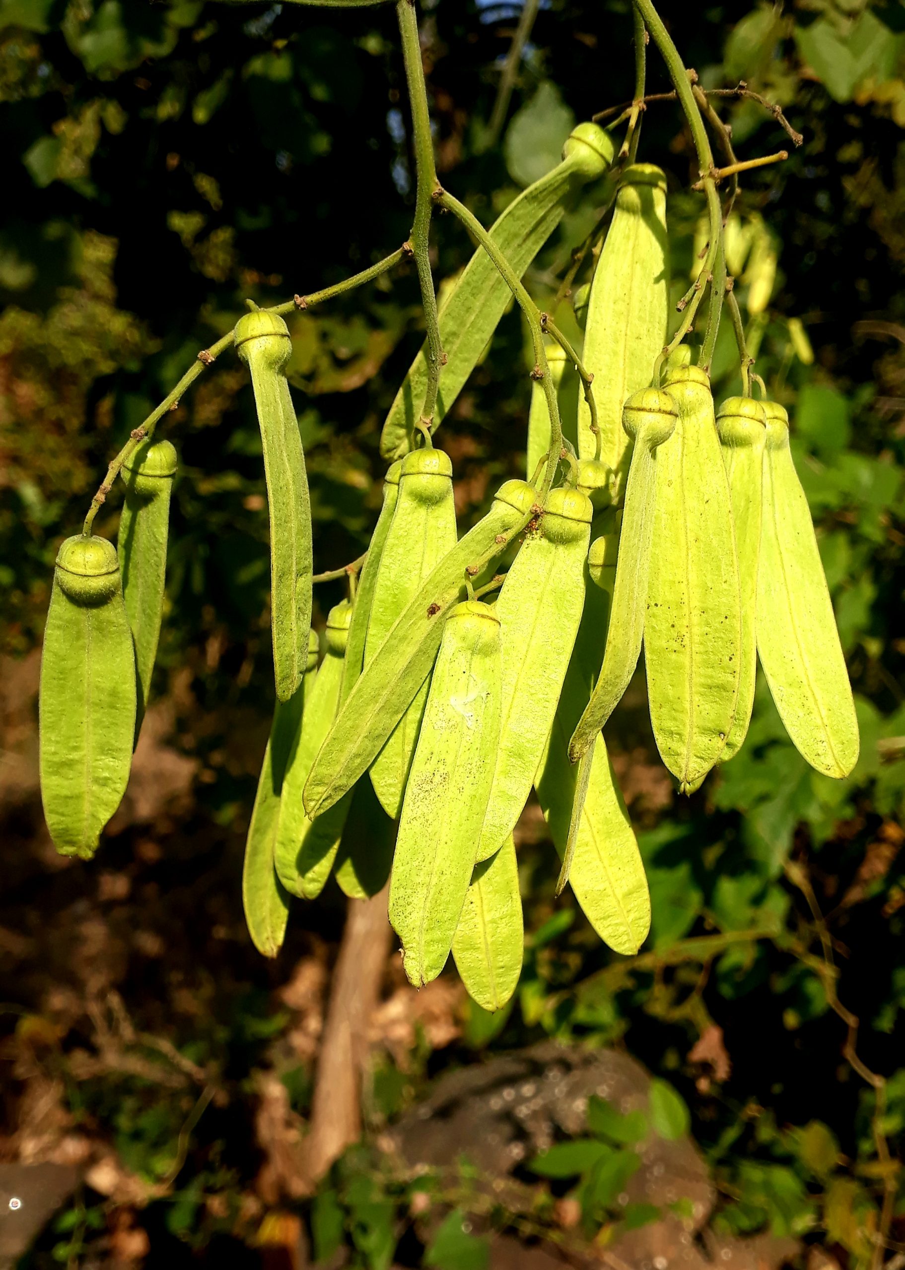 Leaves of a plant