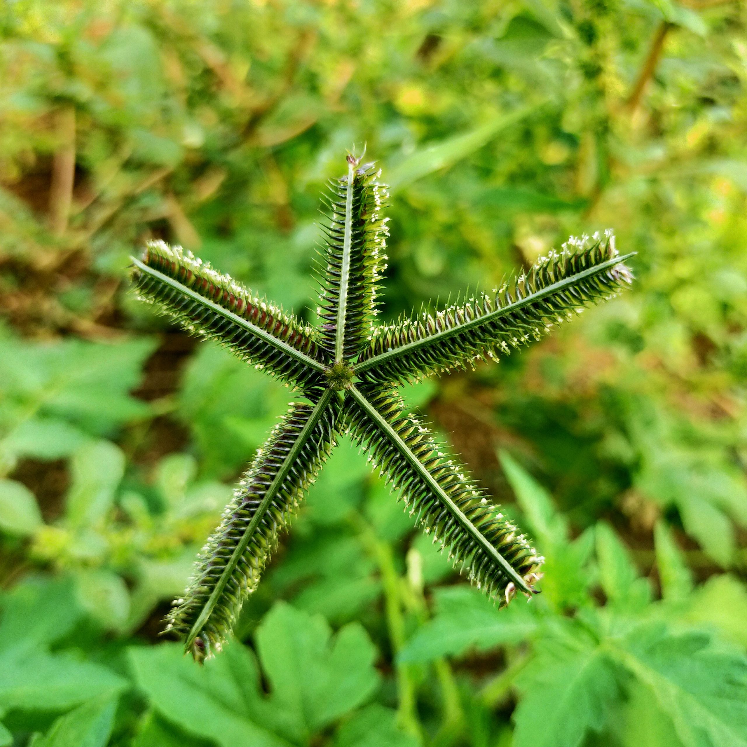 Plant leaves