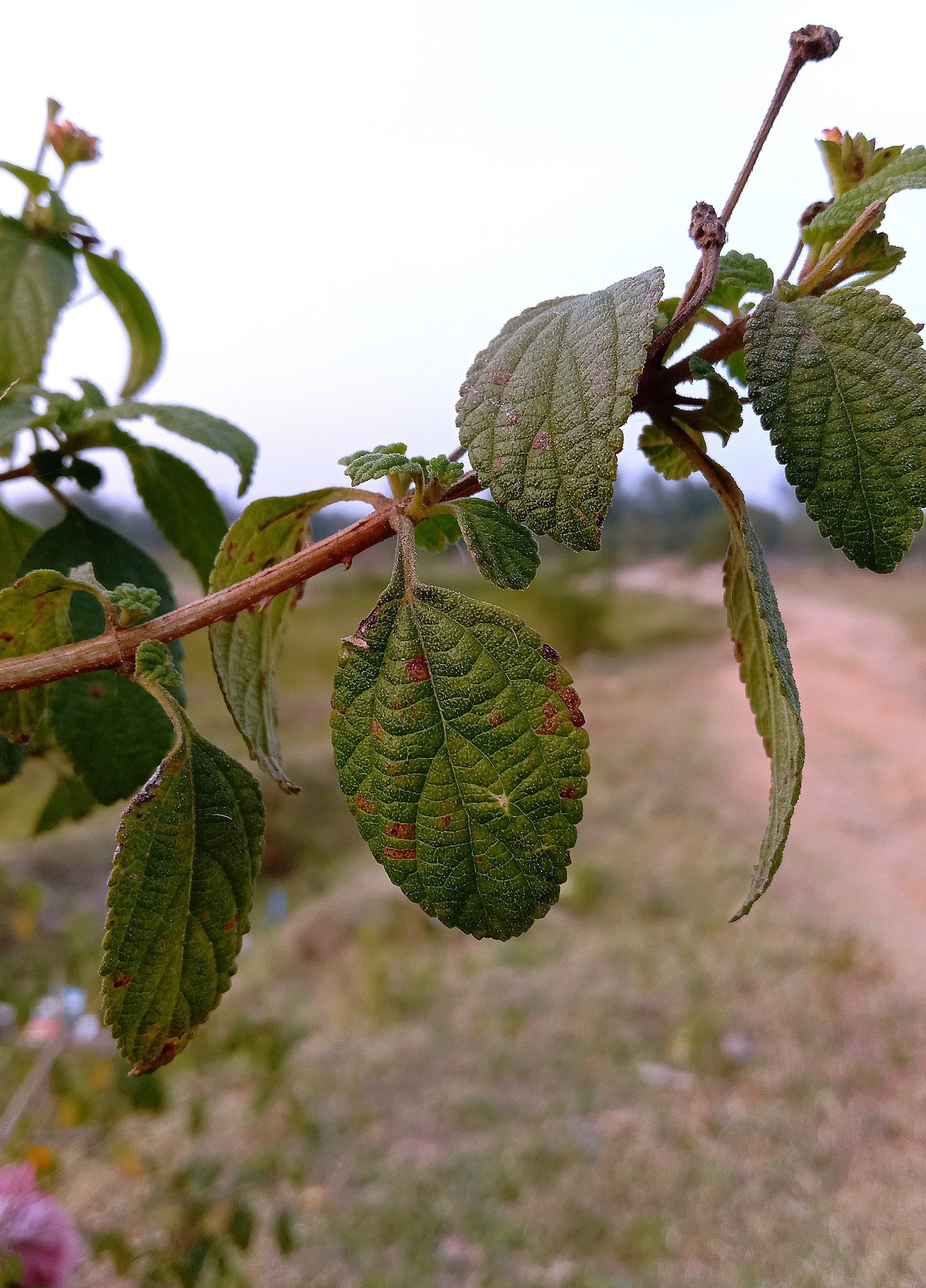 Leaves on plant